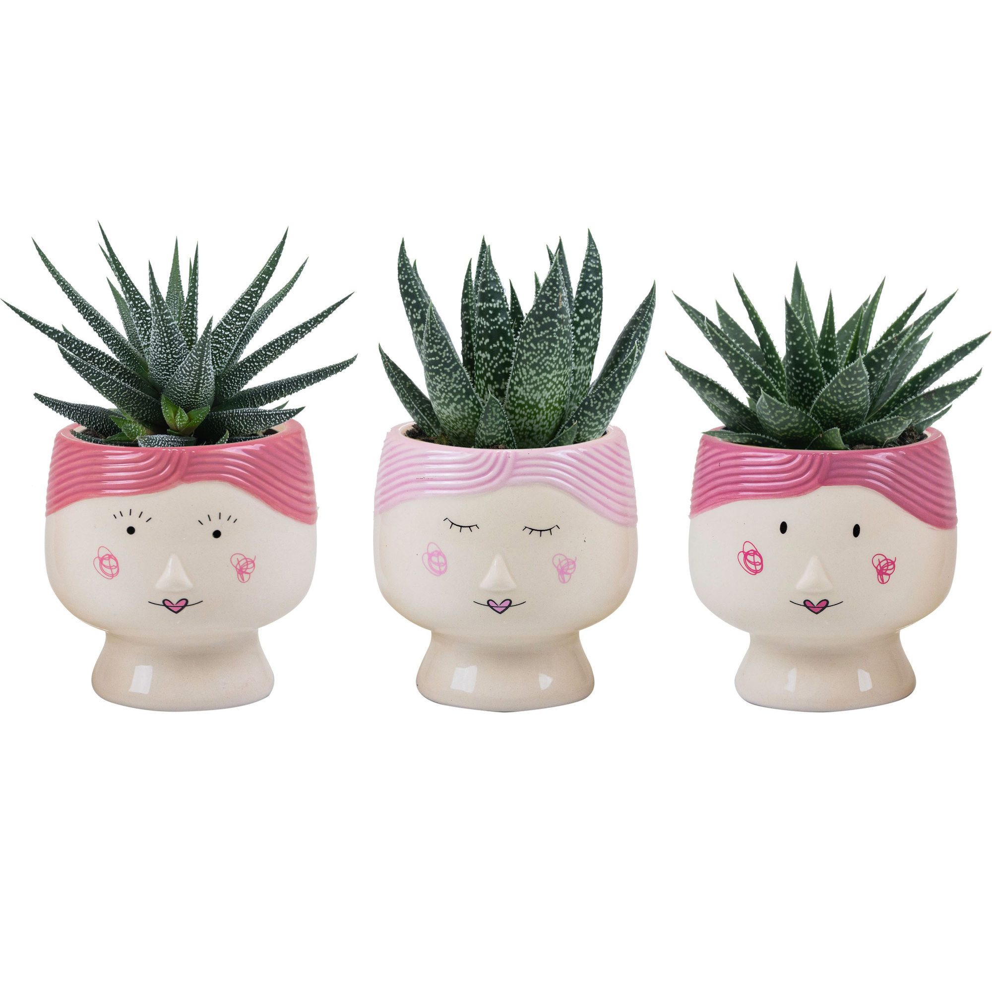 Mama Dukes with Succulent mix, D 6 cm