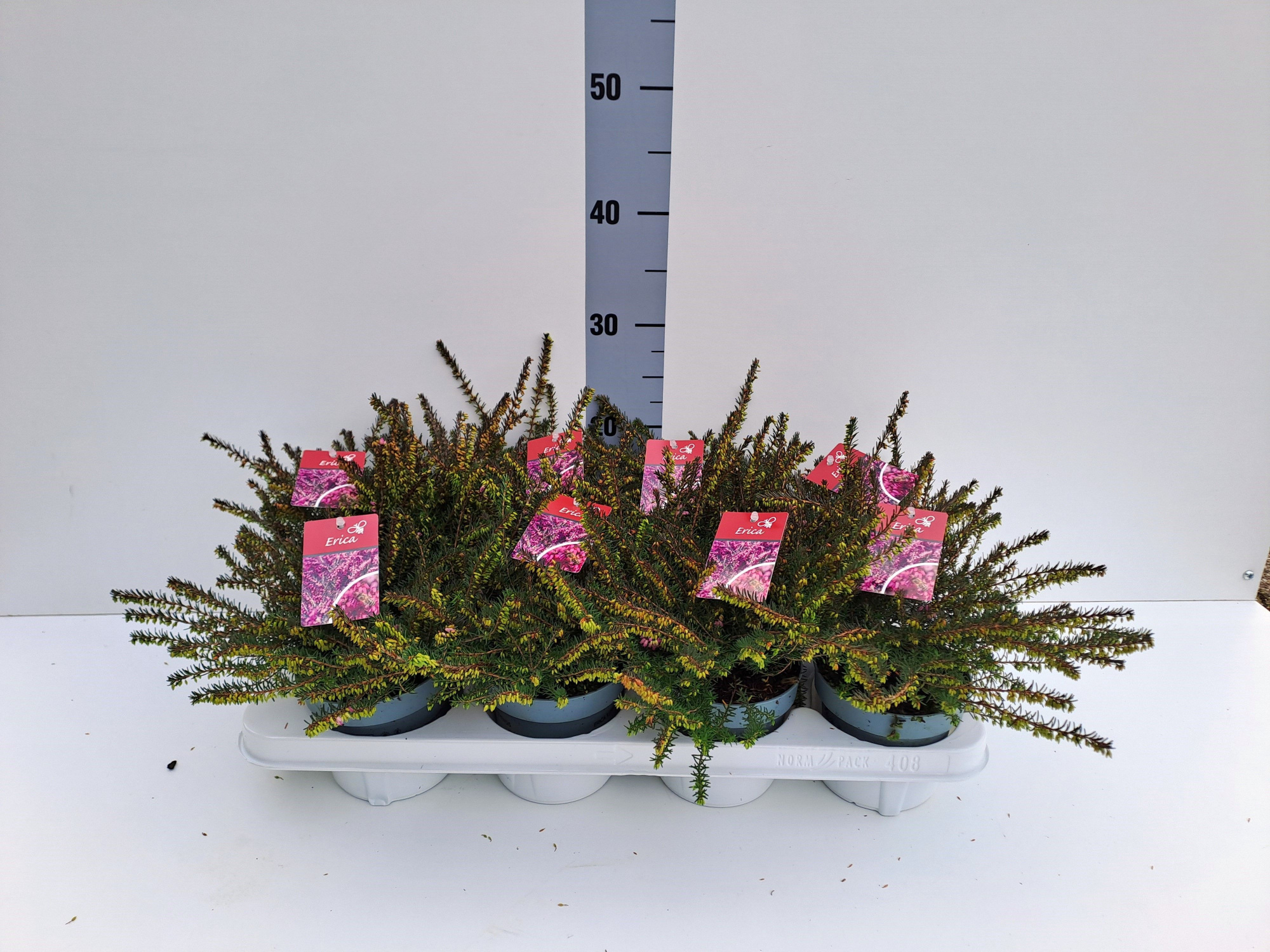 Erica x darleyensis Kramers rote, D 12 cm