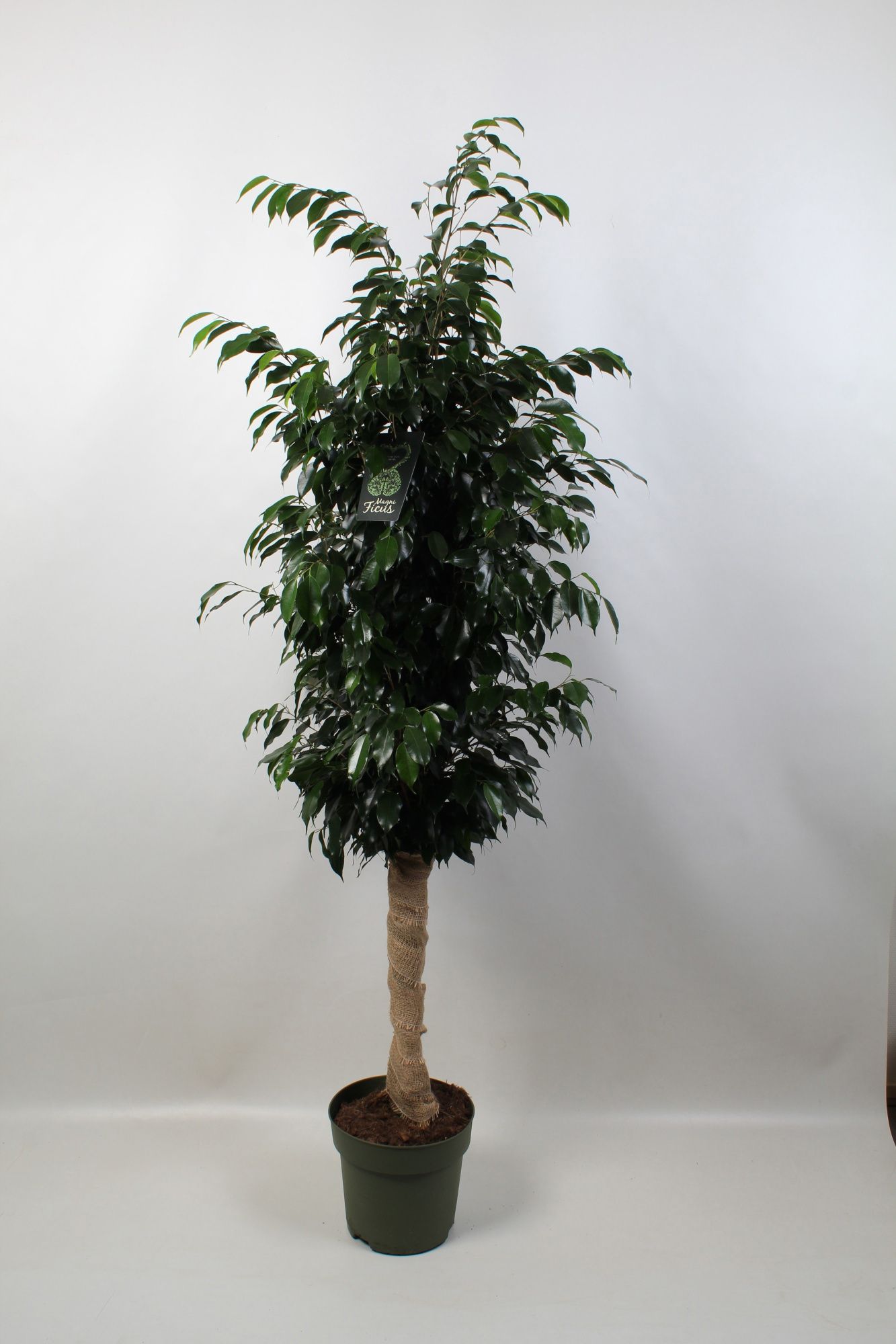 FICUS benjamina Danielle jute op stam, D 27 cm