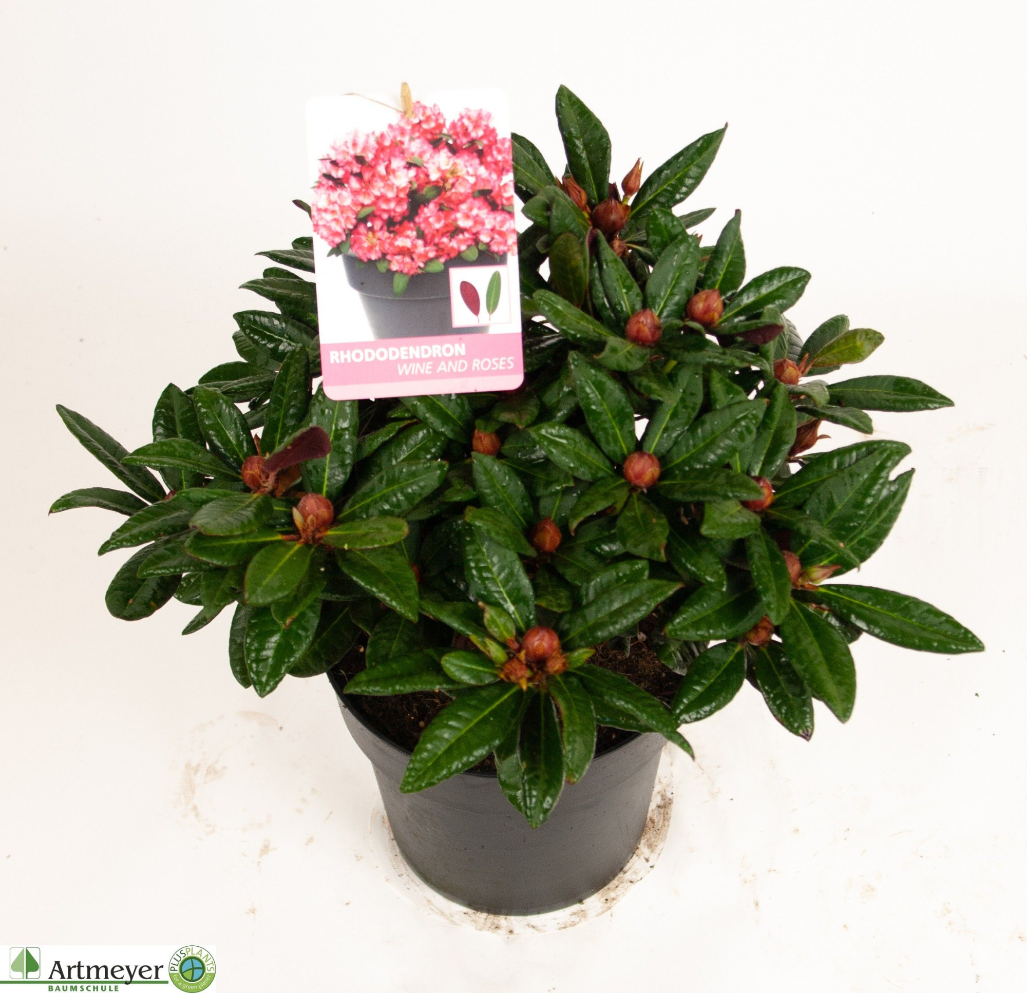 Rhododendron Hybride 'Wine and Roses' ® T22, D 22 cm