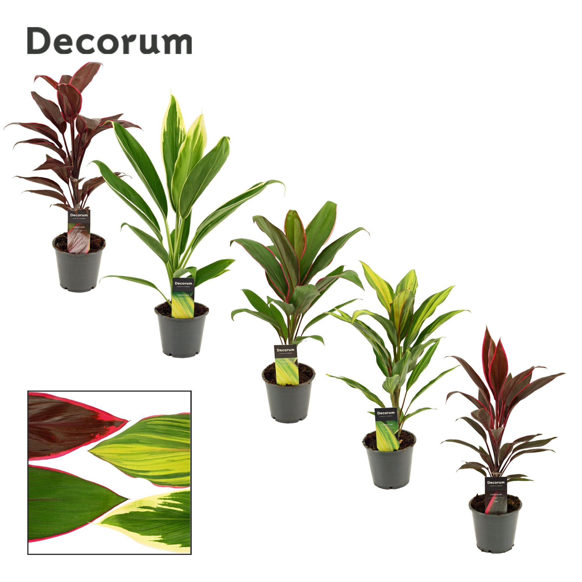 Cordyline Mix 12 cm(Decorum), D 12 cm