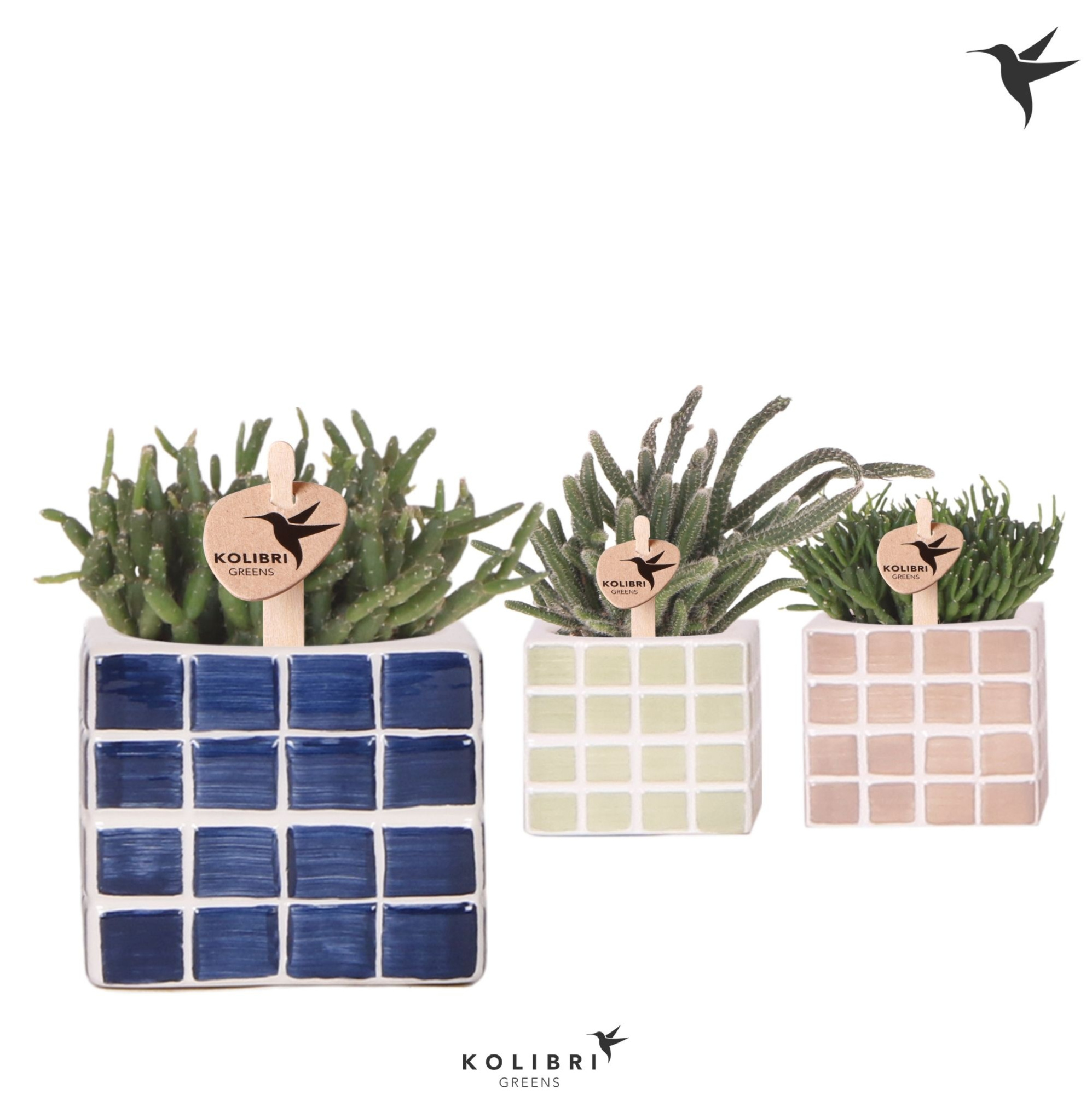 Kolibri Greens Rhipsalis mix in Mosa pot blue mix, D 6 cm