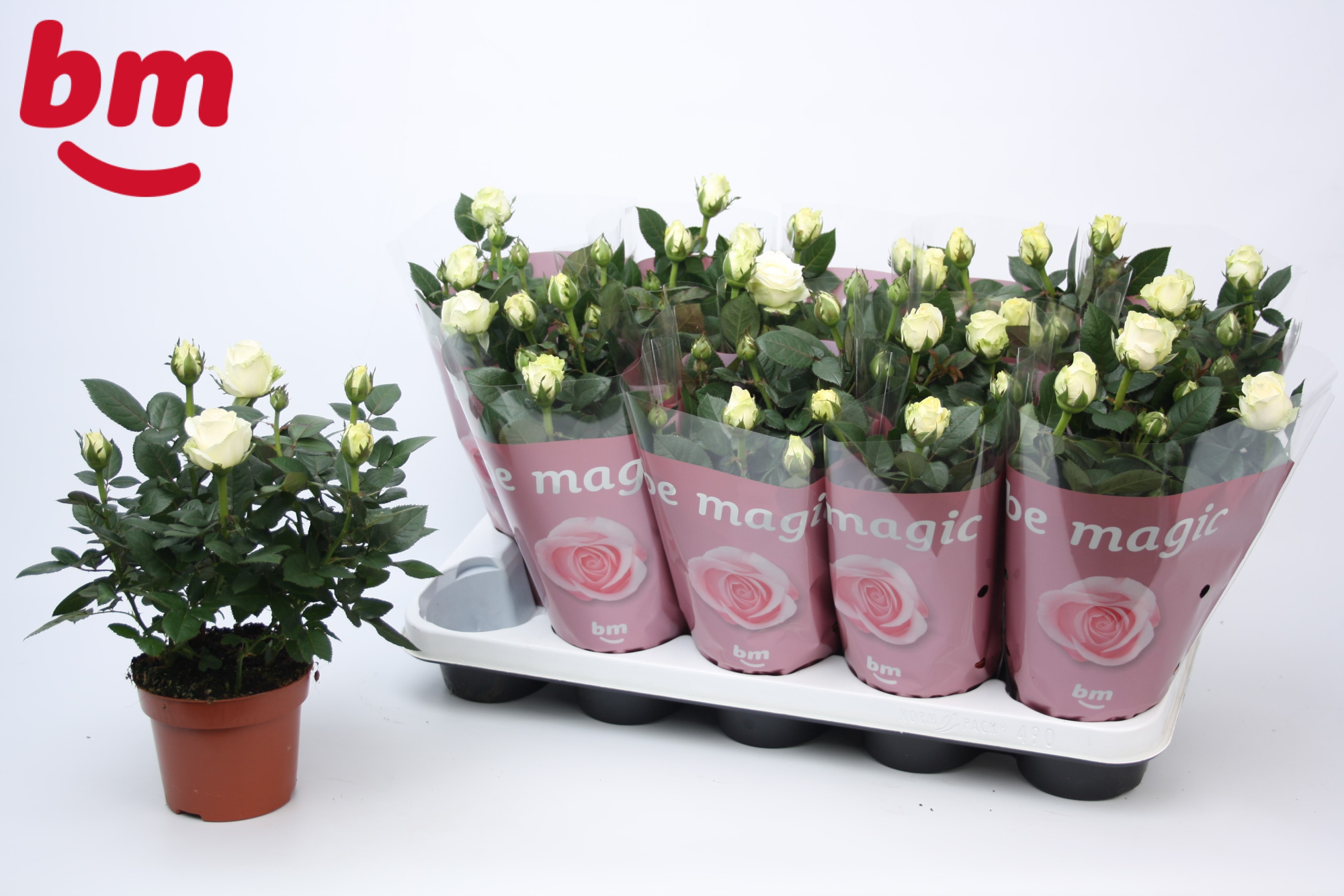 Rosa White Beau Monde (12 cm), D 12 cm