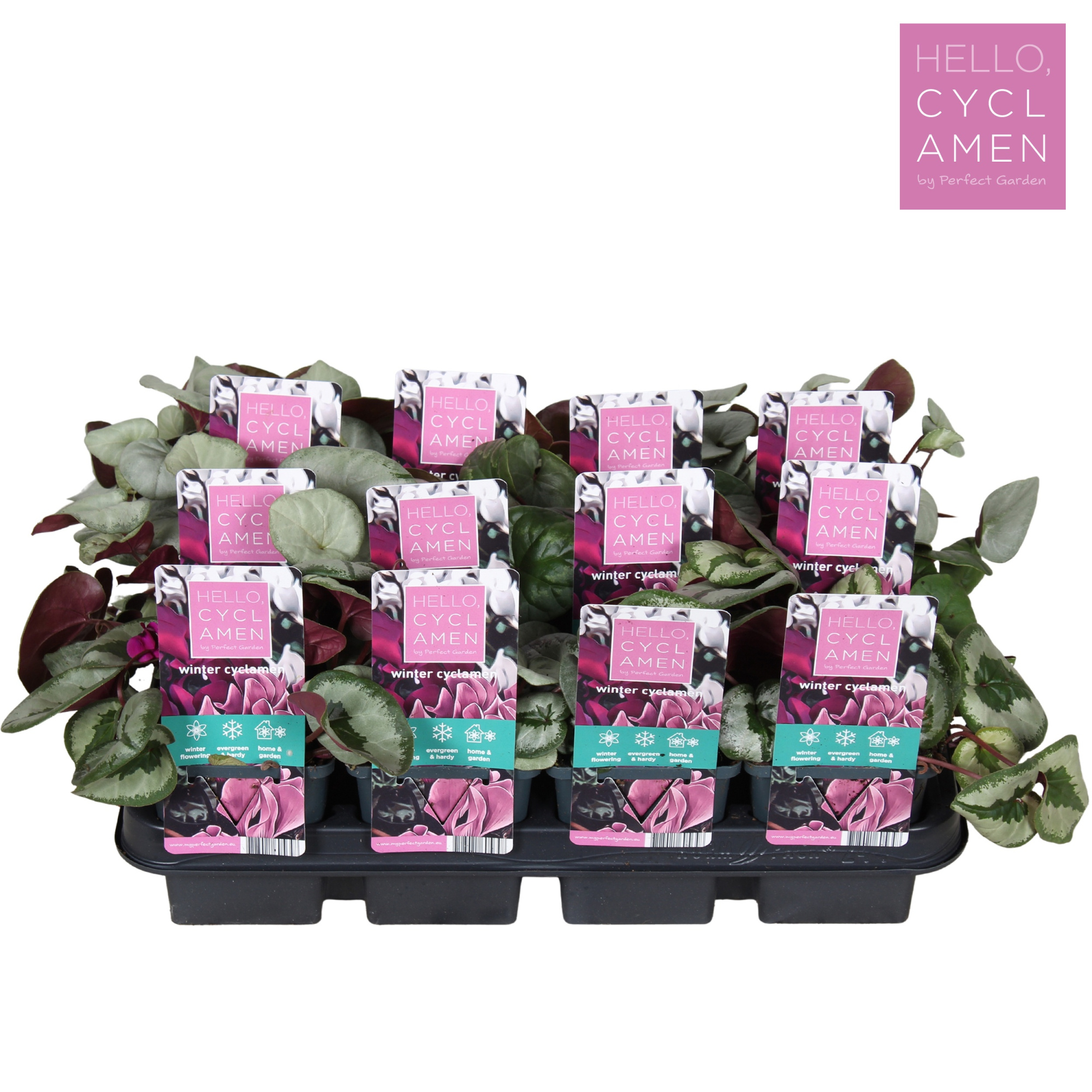 Cyclamen Winter Mix tray P9, D 9 cm