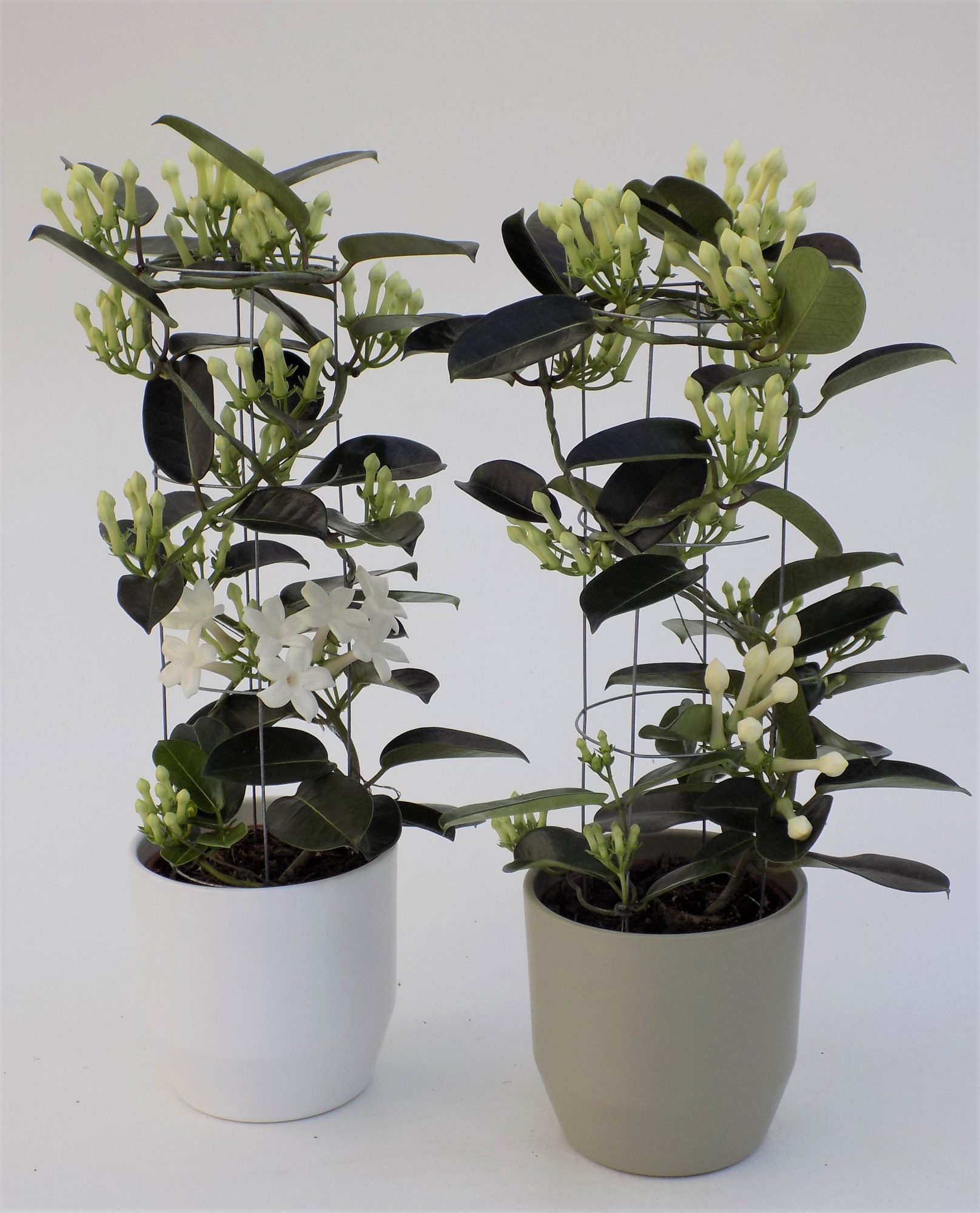 Stephanotis Luxe Tower 6-9 ker. krita 2 kl, D 12