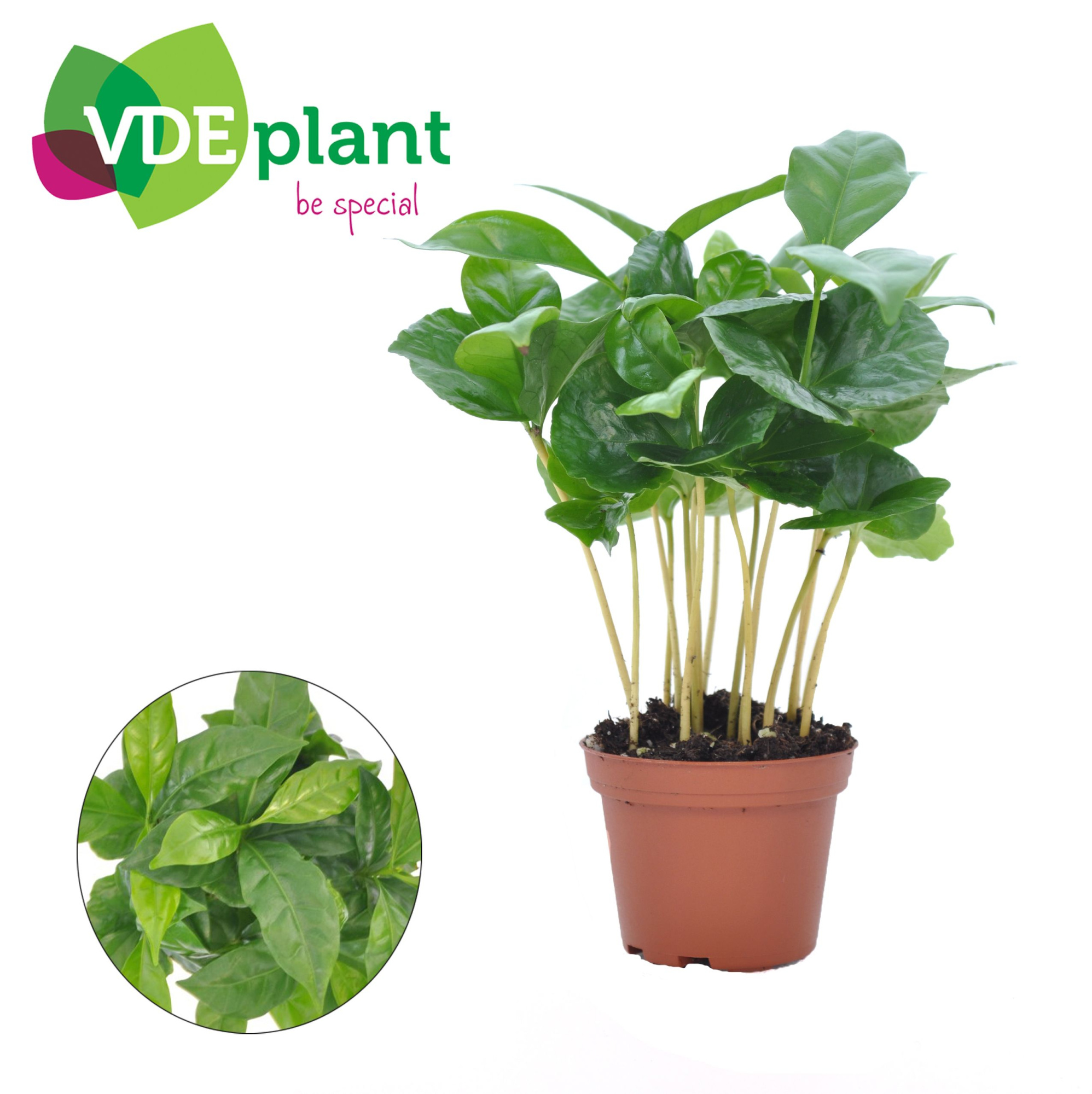Coffea Arabica (Miniplanten.nl), D 7