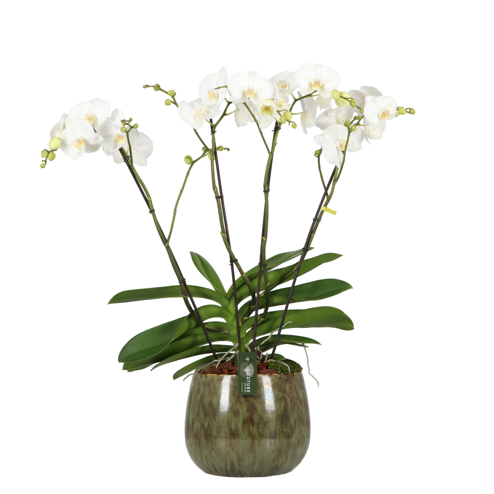 Theatro Classico 4 spike in Odile Green, D 17 cm