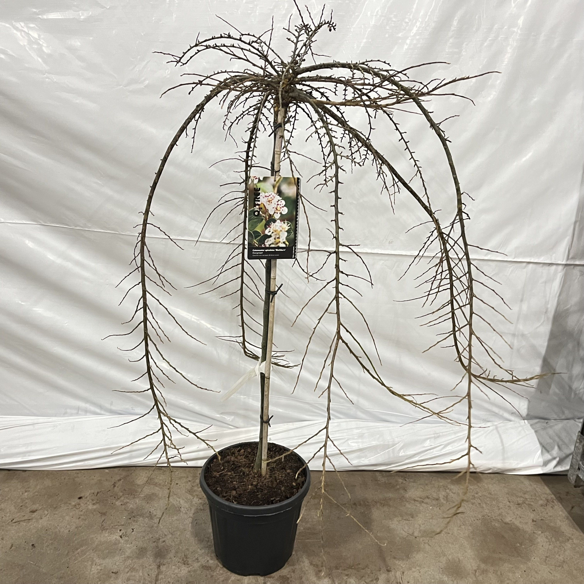 Cotoneaster apiculatus 'Blackburn' -- stam 120 cm, D 32