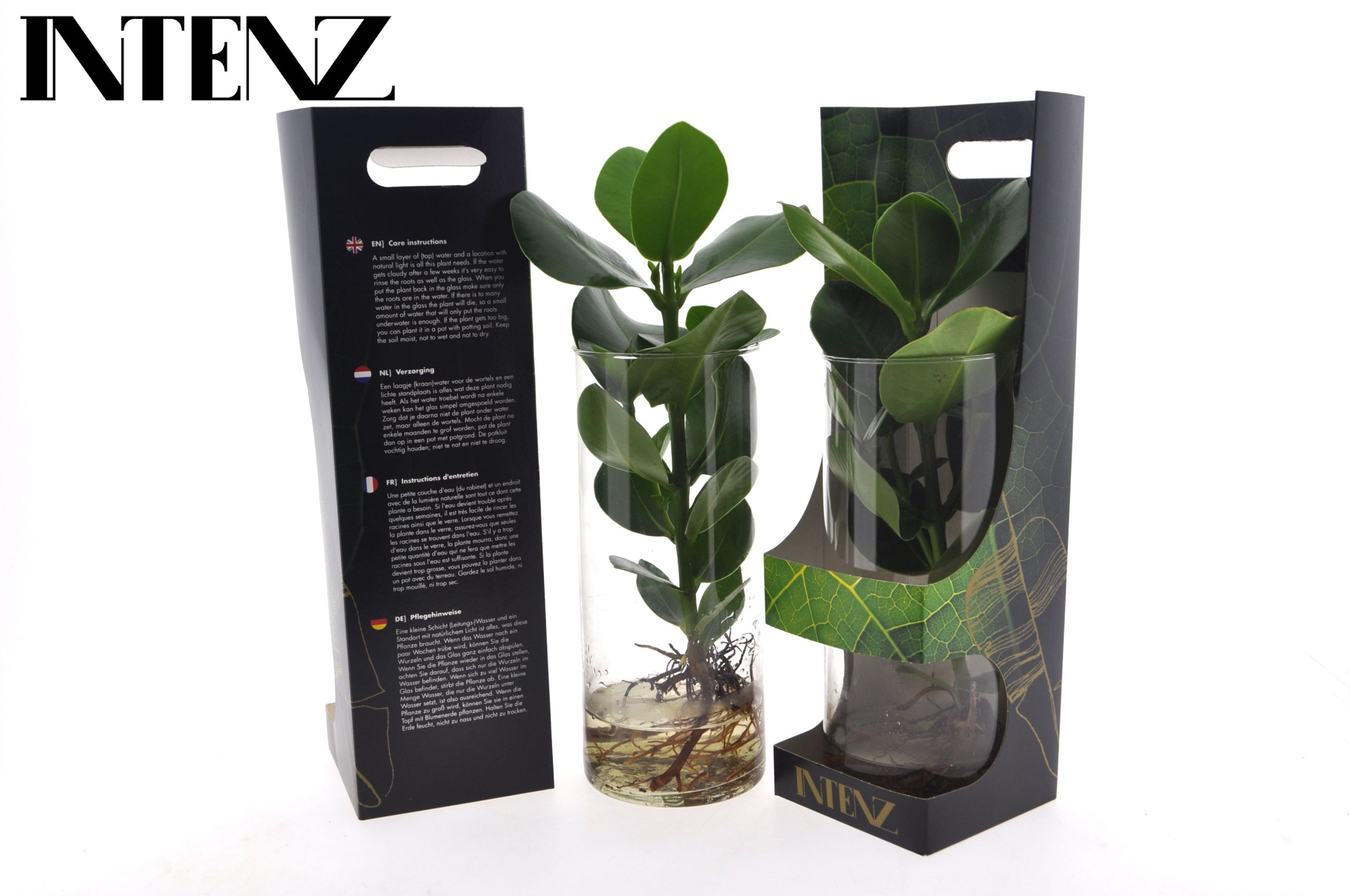 Clusia in Cylinder glas - levertijd: 24 uur, D 12 cm