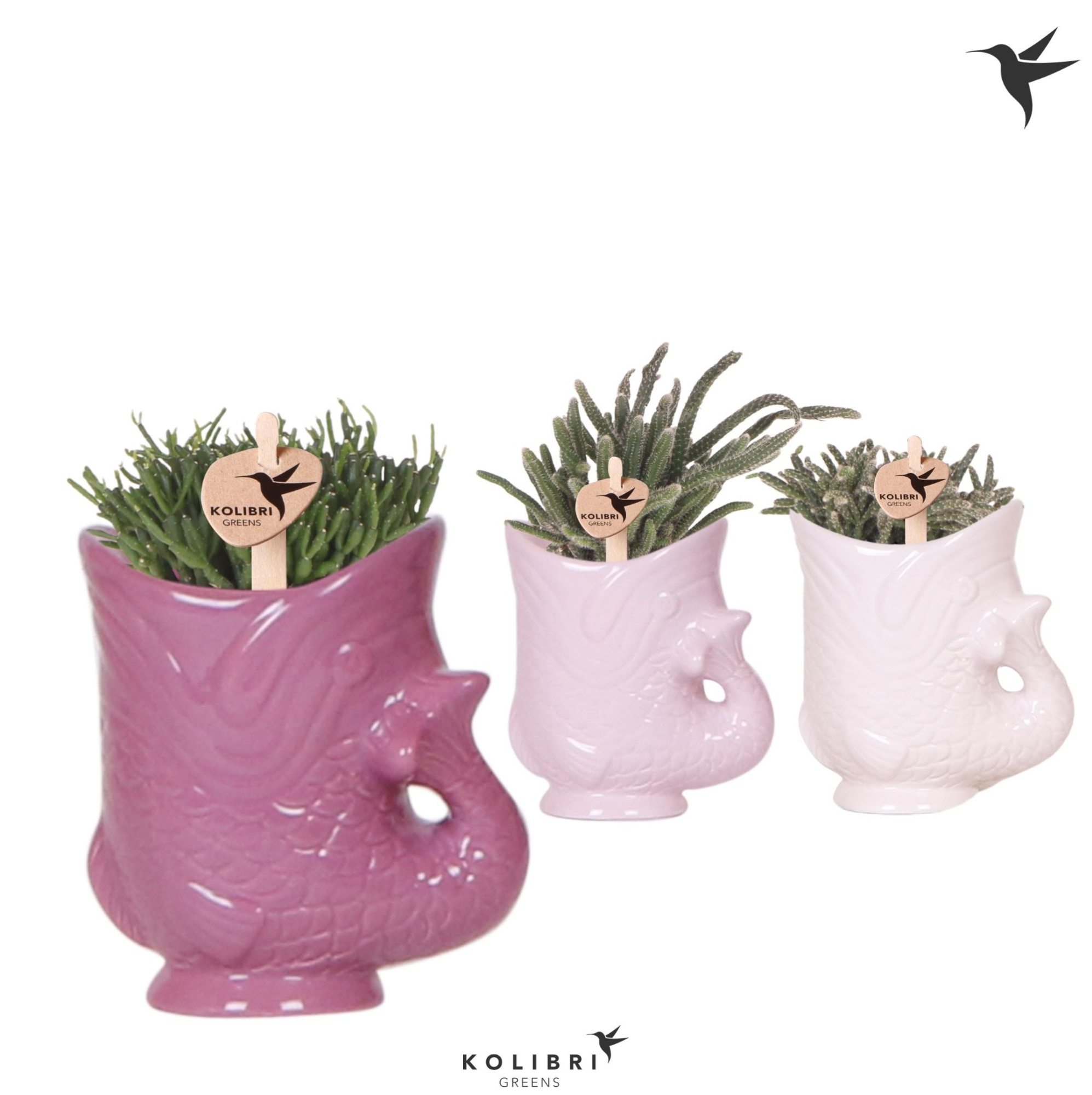 Kolibri Greens Rhipsalis mix in Fish pot lila mix, D 6 cm