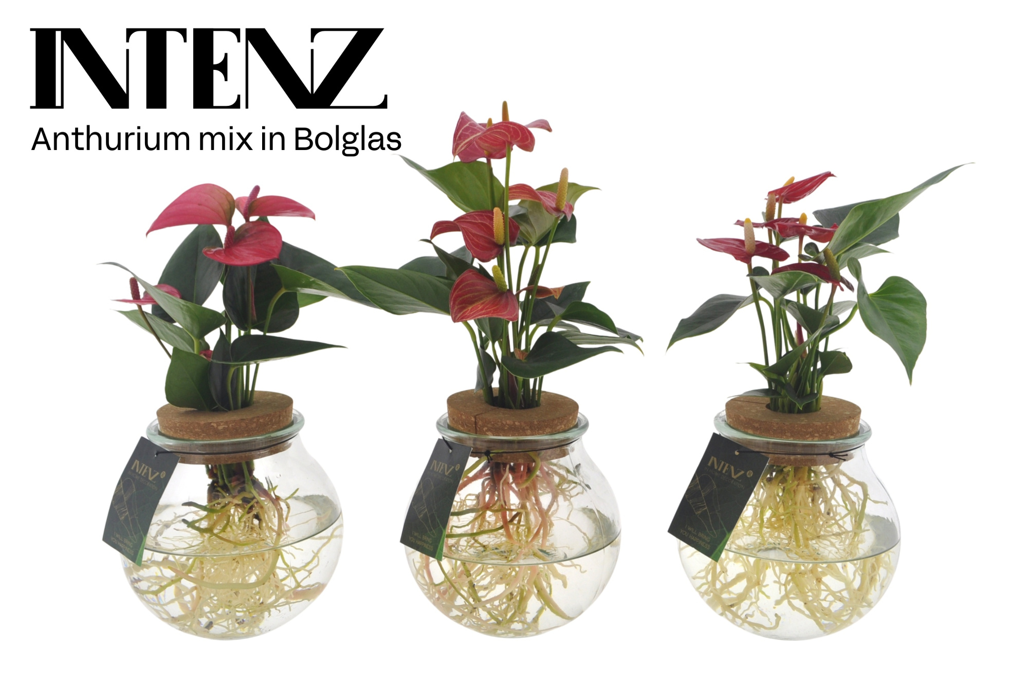 Anthurium mix in Bolglas - levertijd: 24 u, D 12