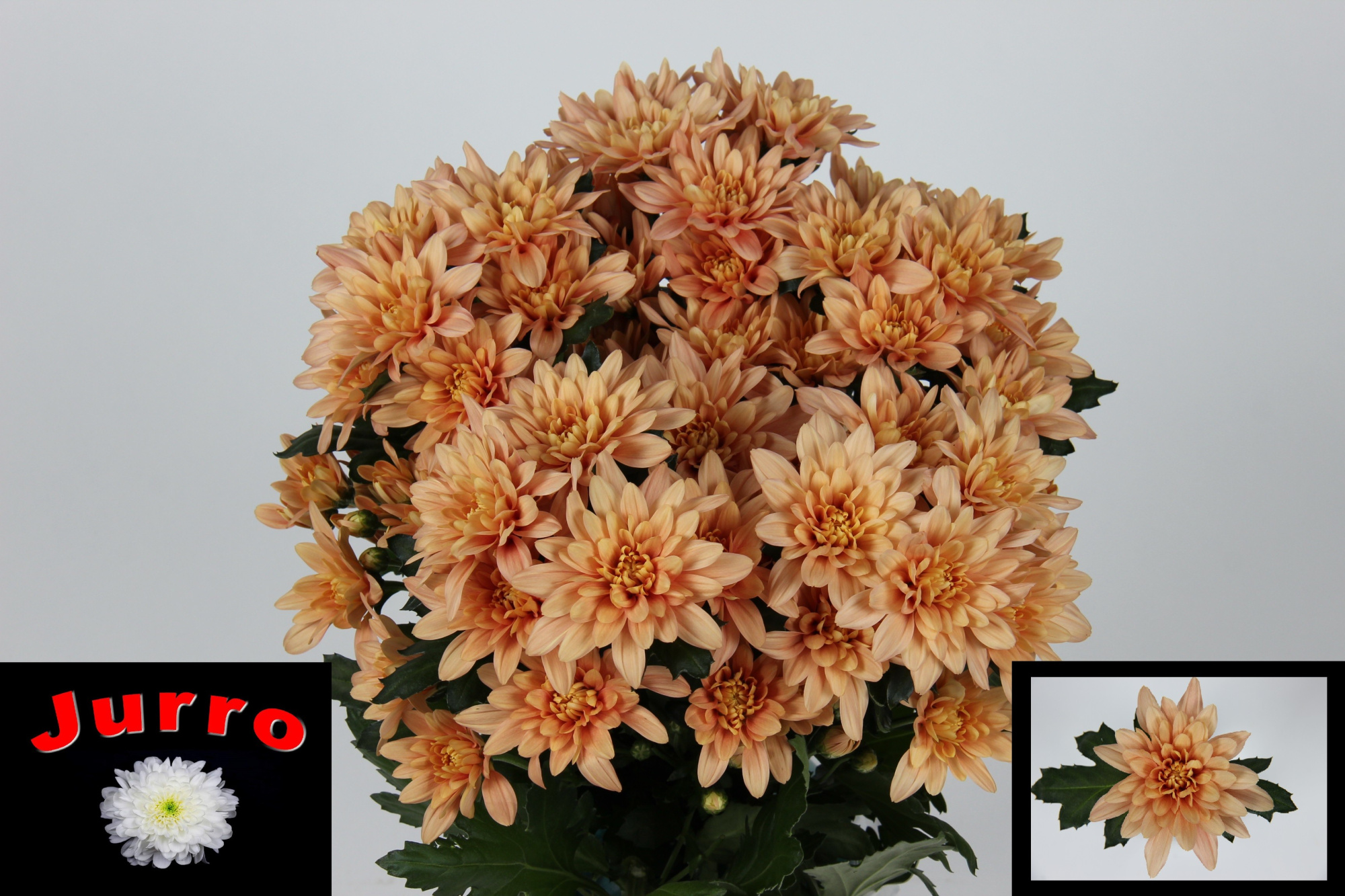 Хризантема куст. Вероника Сальмон 70 (сальм.), шт.