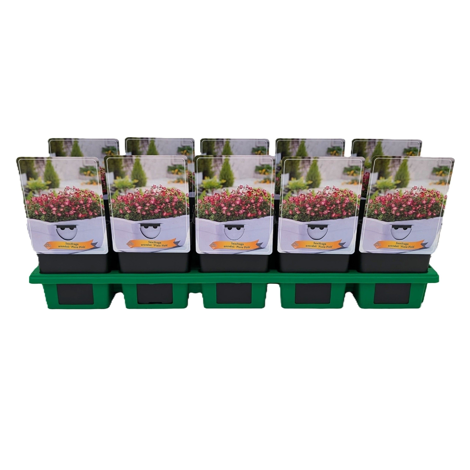 Saxifraga Pixie pink P11, D 11