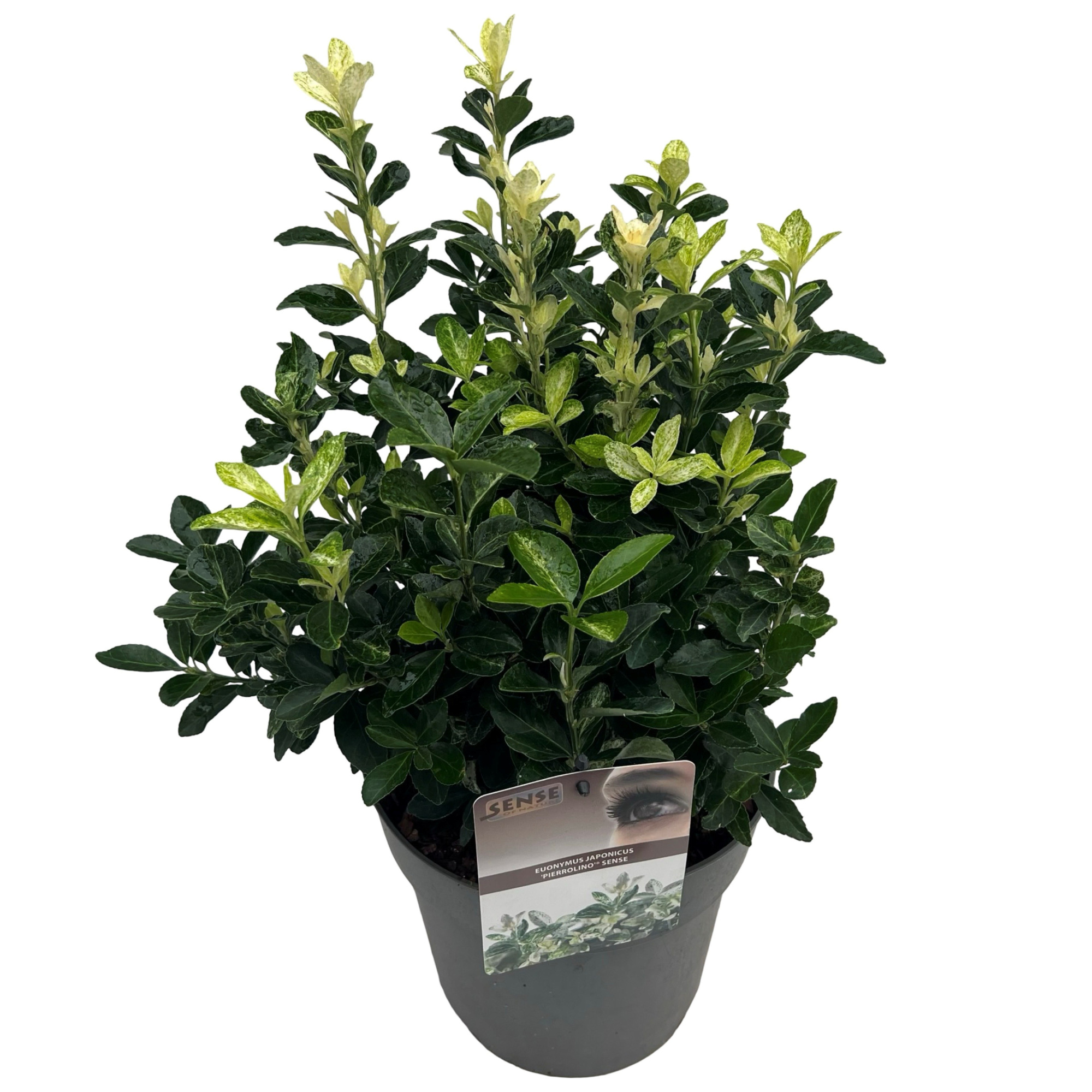 Euonymus jap. 'Pierrolino' sense, D 23 cm