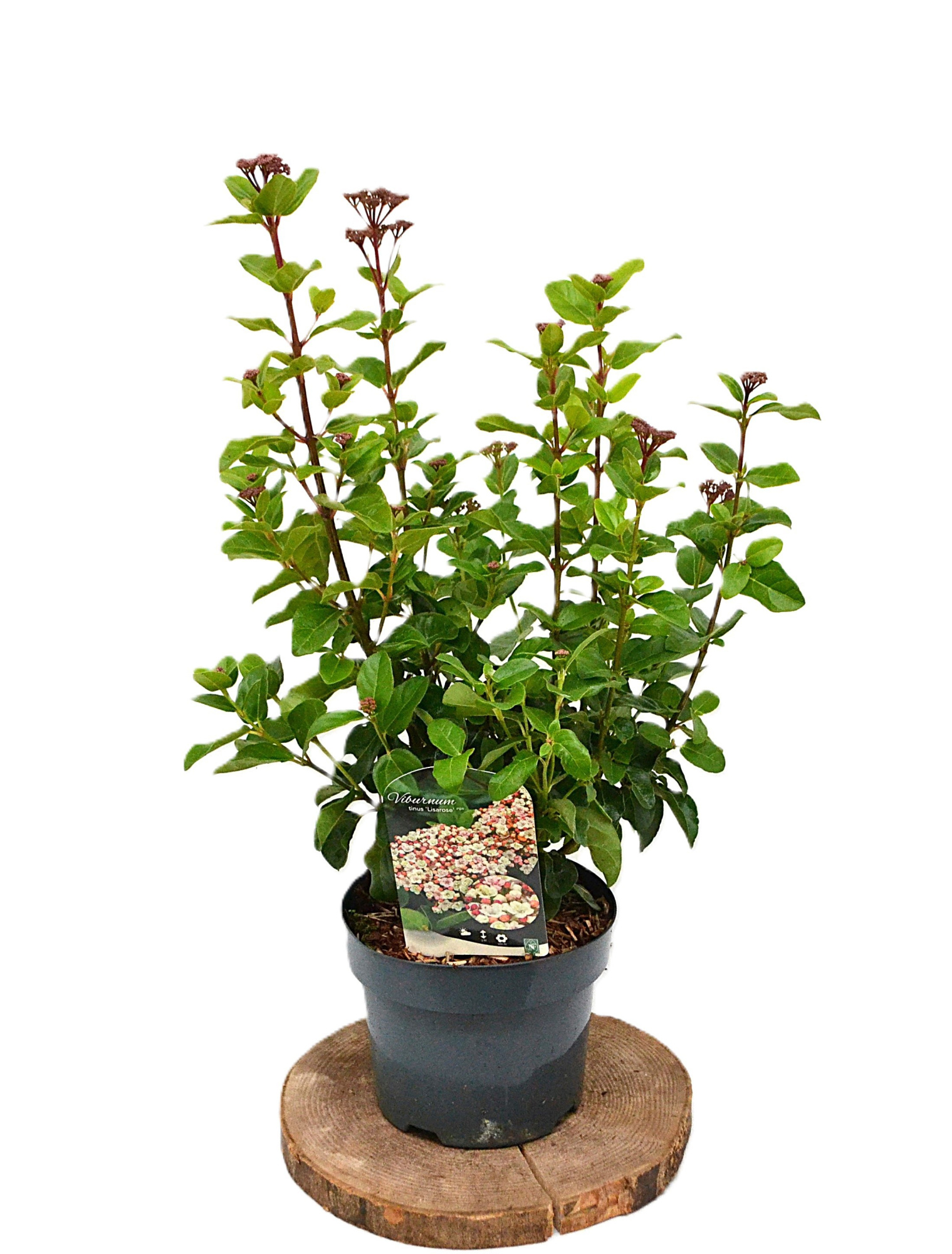 Viburnum Tinus Lisarosa C3, D 19