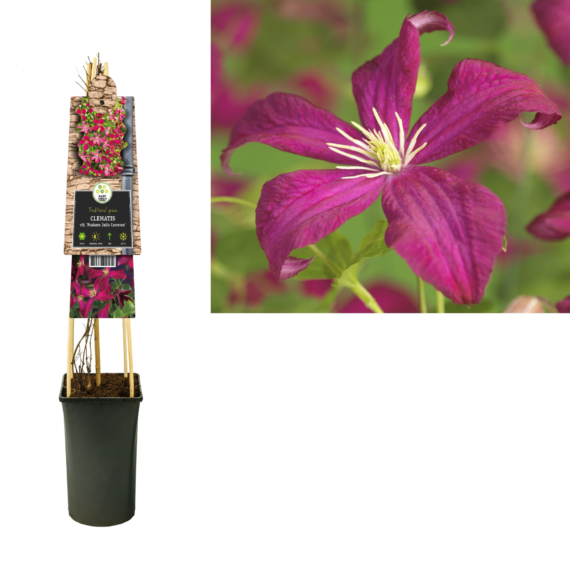 Clematis vit. 'Madame Julia Correvon' +3.0 label, D 17 cm