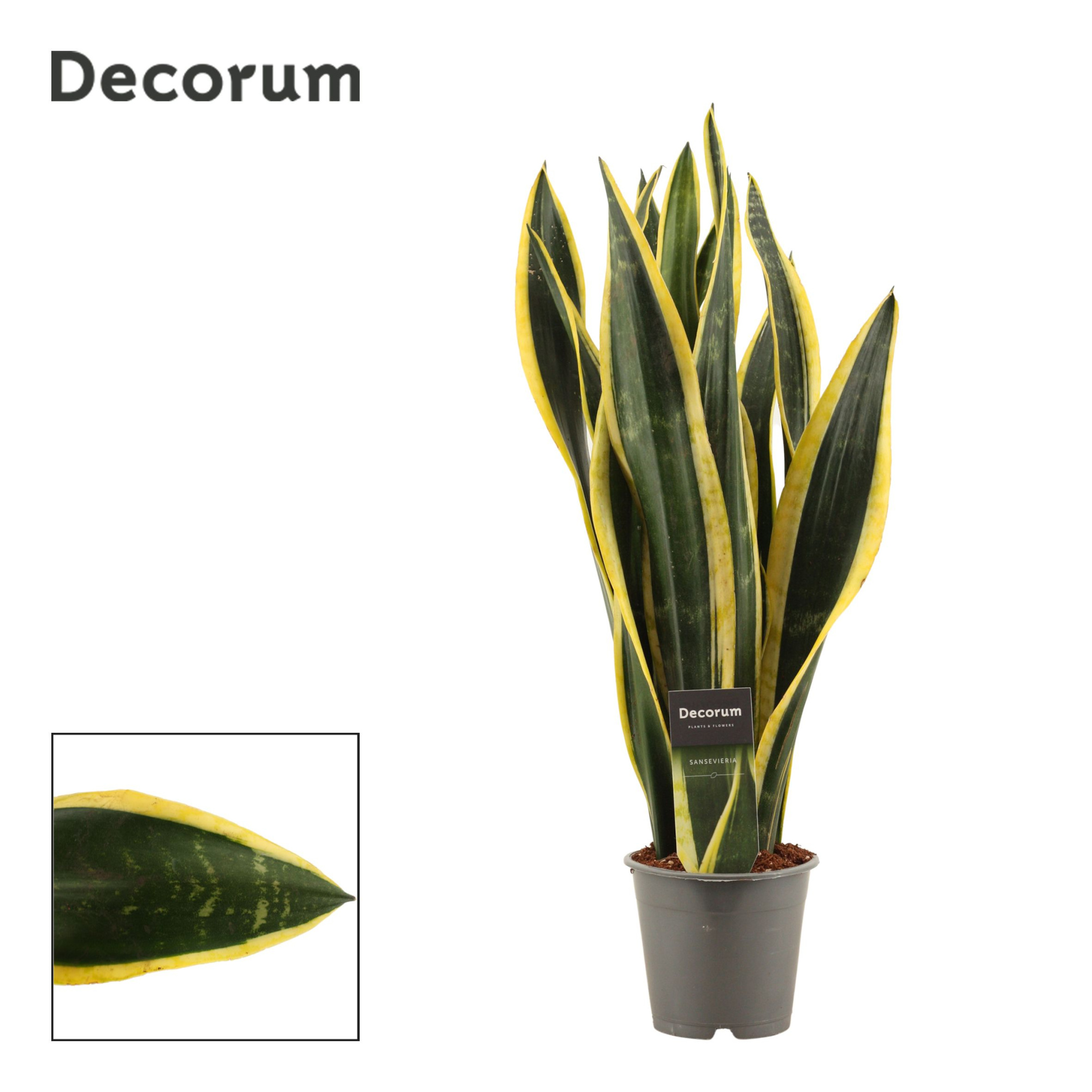 Sansevieria Black Gold 12 cm (Decorum), D 12 cm