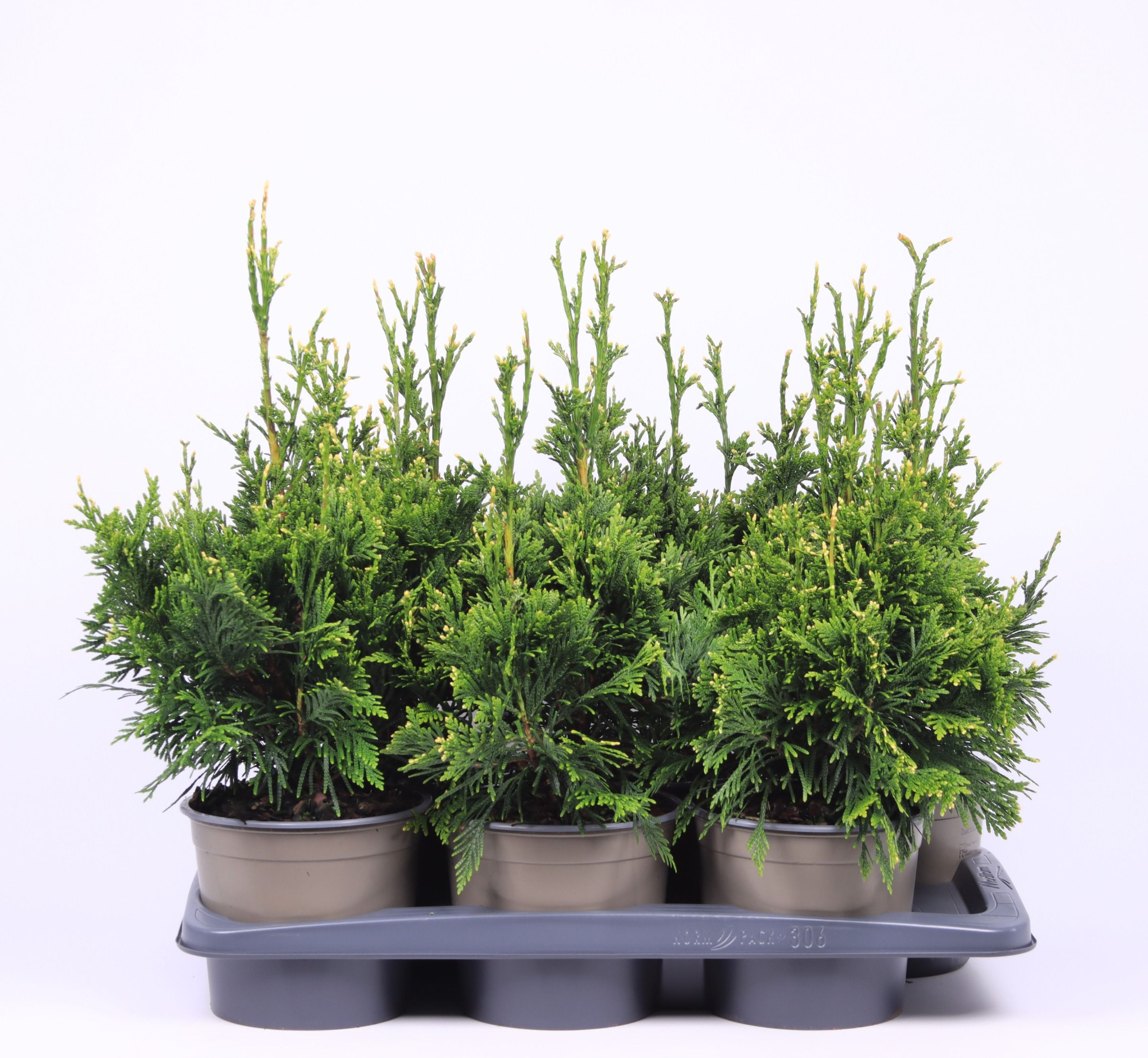 Thuja plicata 'Can-Can', D 17 cm