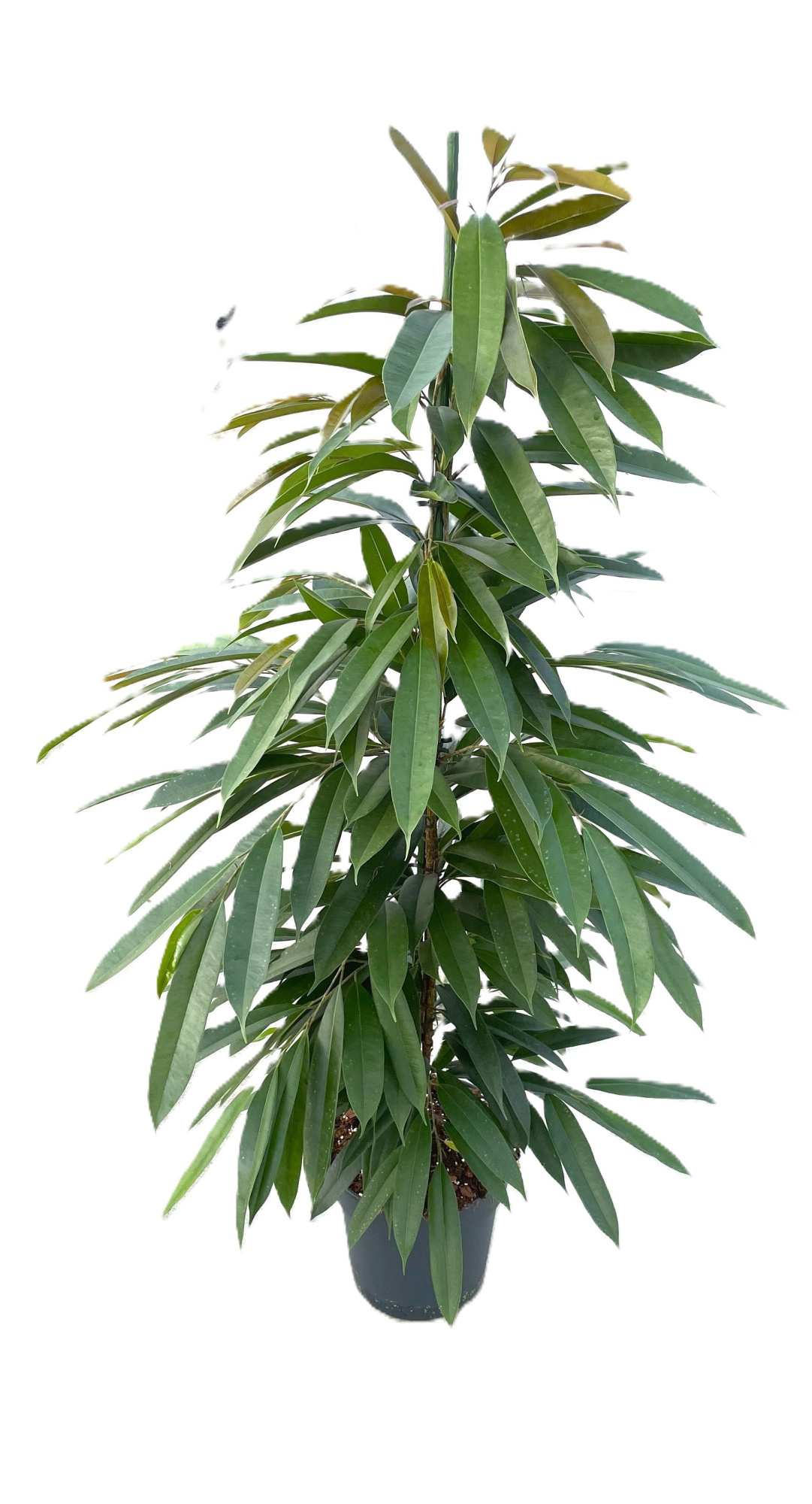 Ficus Binnendijkii 'Amstel King', D 27 cm