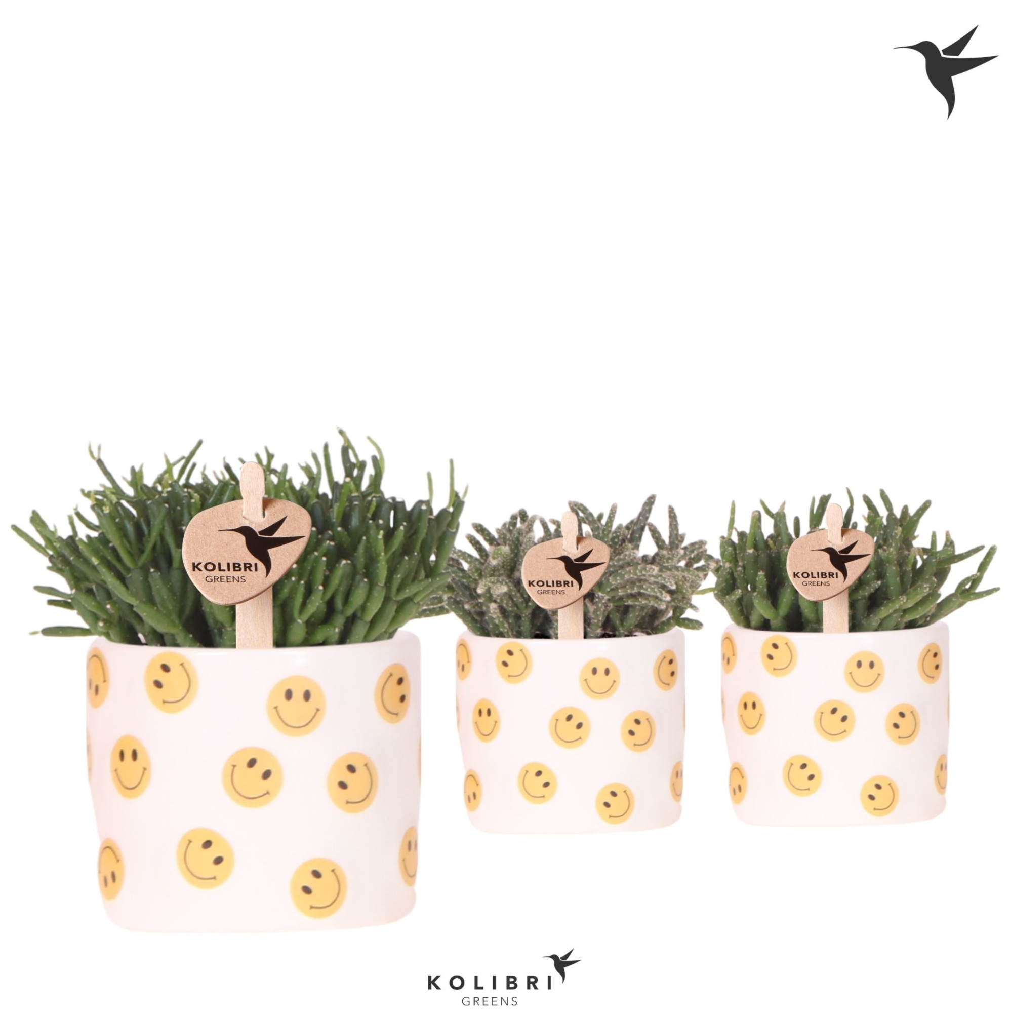 Kolibri Greens Rhipsalis mix in Smiley pot, D 6 cm