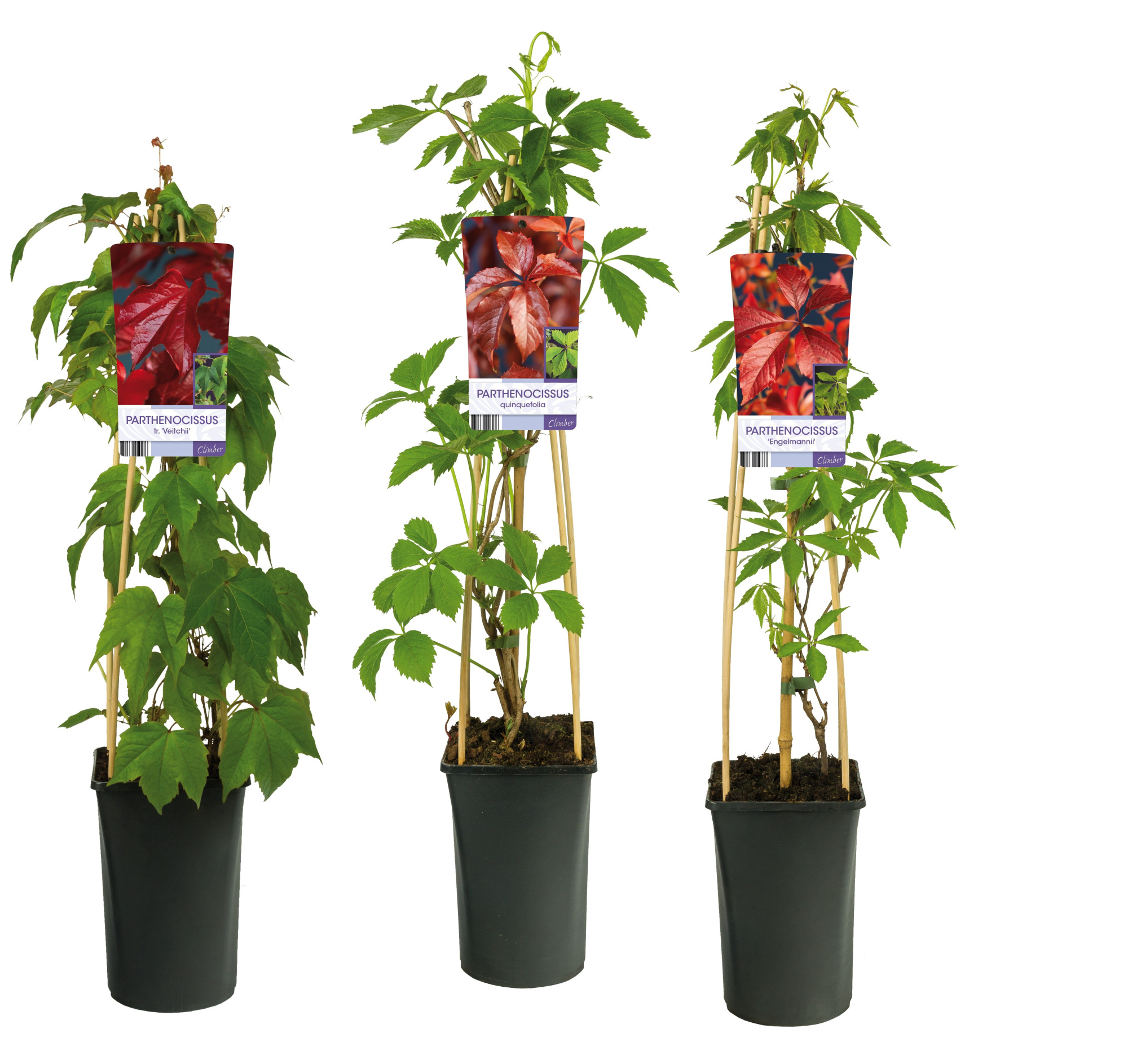 Mixtray Parthenocissus +light label, D 17