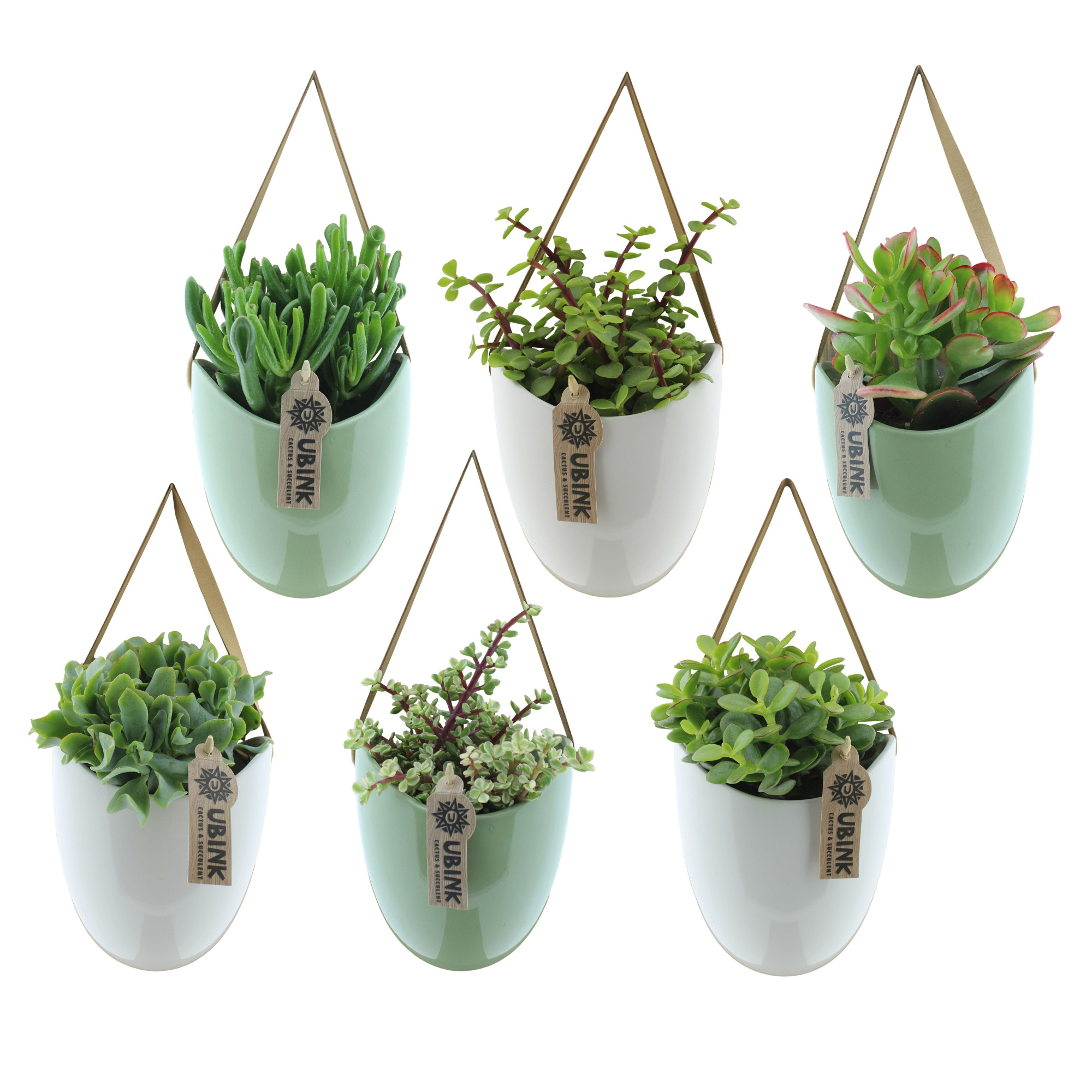 Succulent in hangpot met displaydoosje, D 12 cm