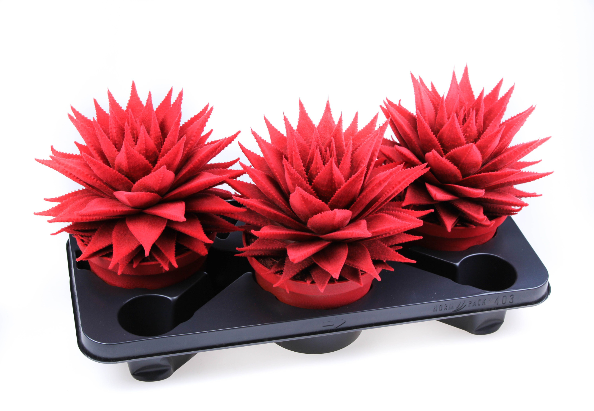 Aloe Velvet red, D 17