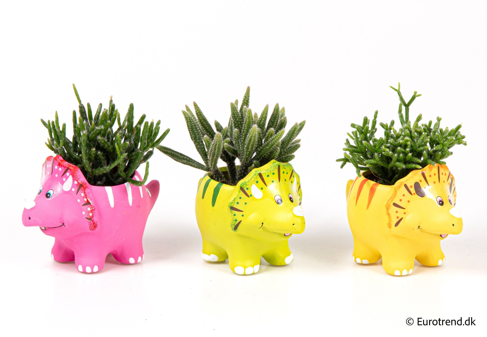 Succulent mix in dino ceramic - Spring, Summer & Autumn 2025, D 6 cm
