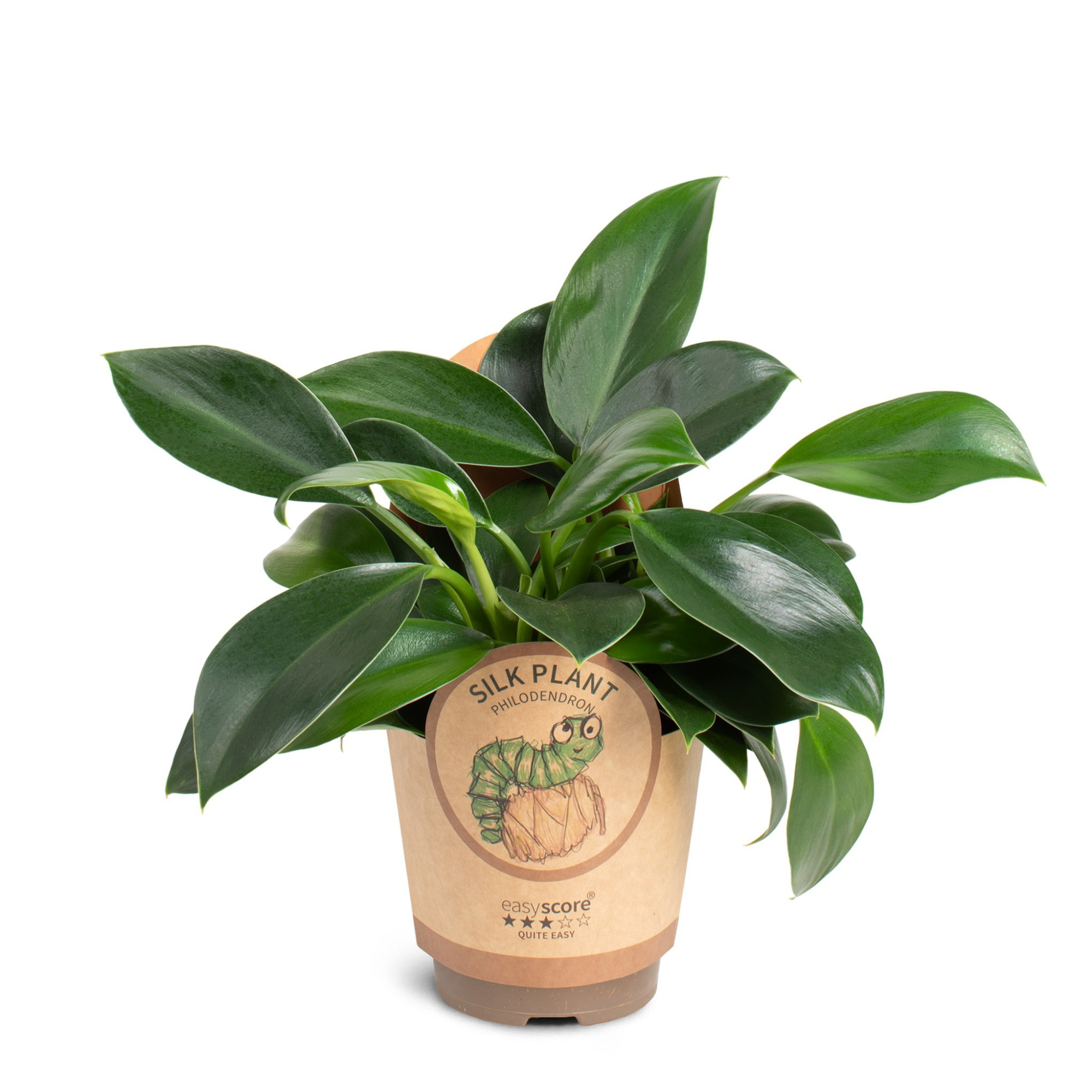 Philodendron 'Green Princess', D 11