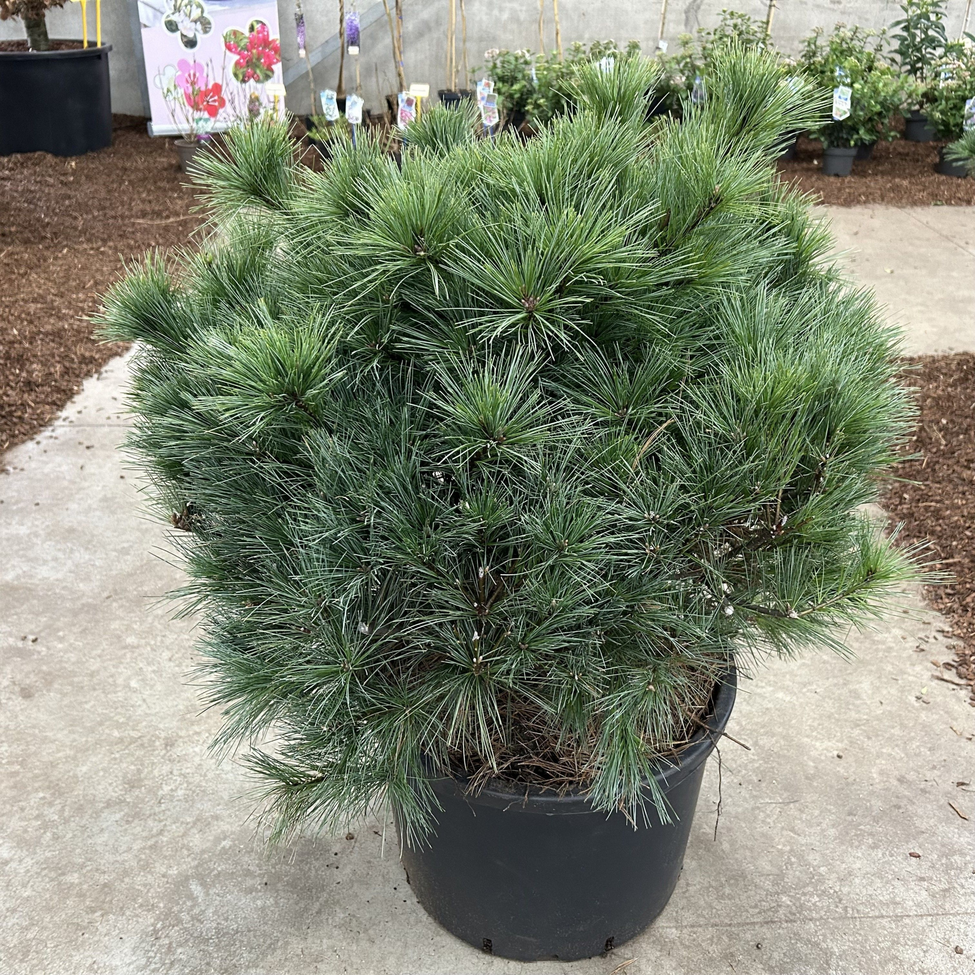 Pinus strobus 'Bergman's Mini', D 40 cm