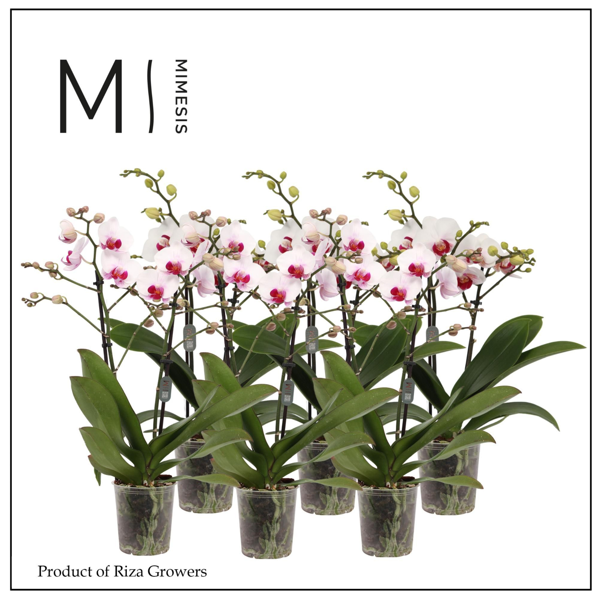 Phalaenopsis Multi Red Lip 2 spike - 12cm | Mimesis, D 12 cm