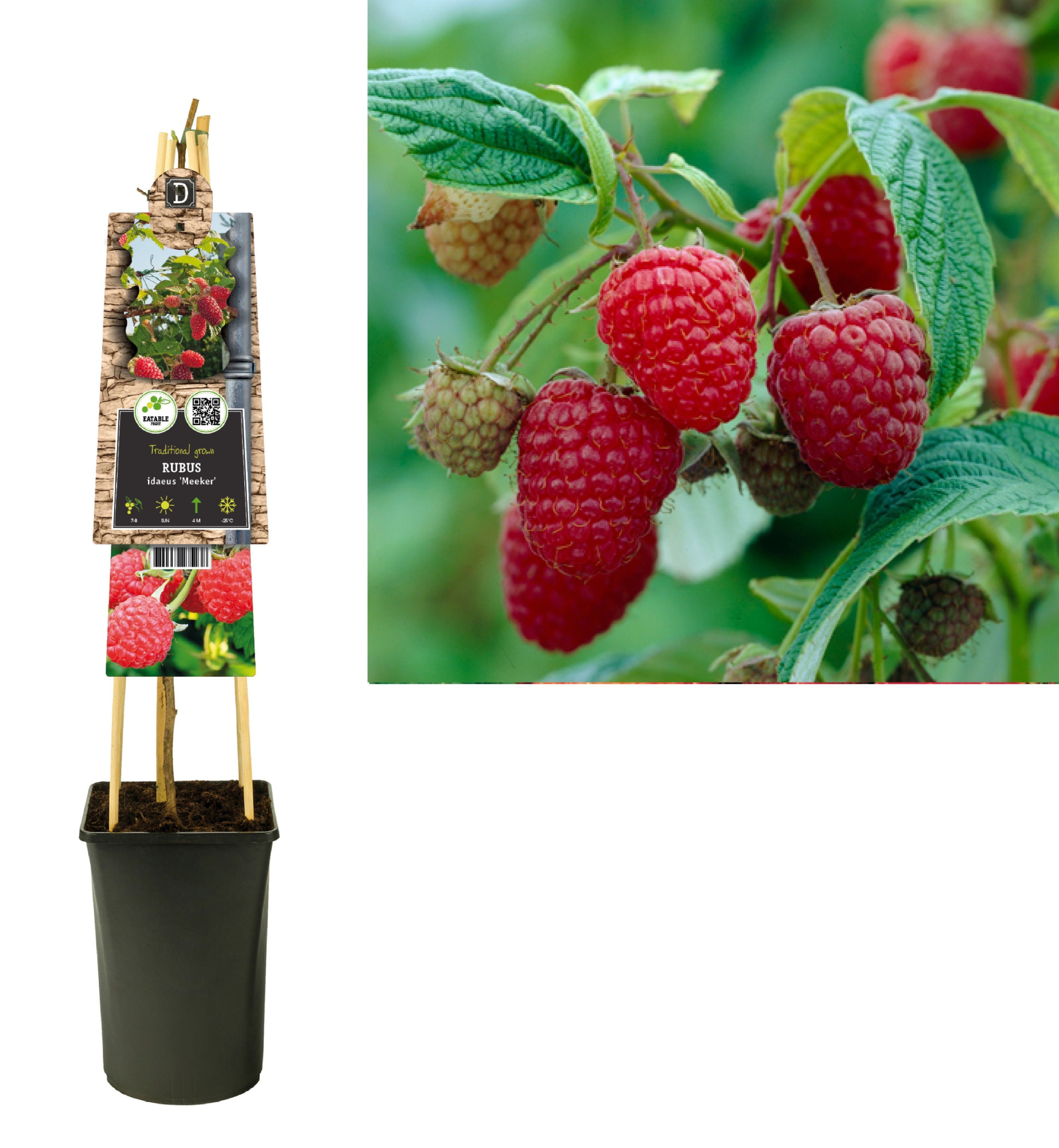 Rubus idaeus 'Meeker' +3.0 label, D 17