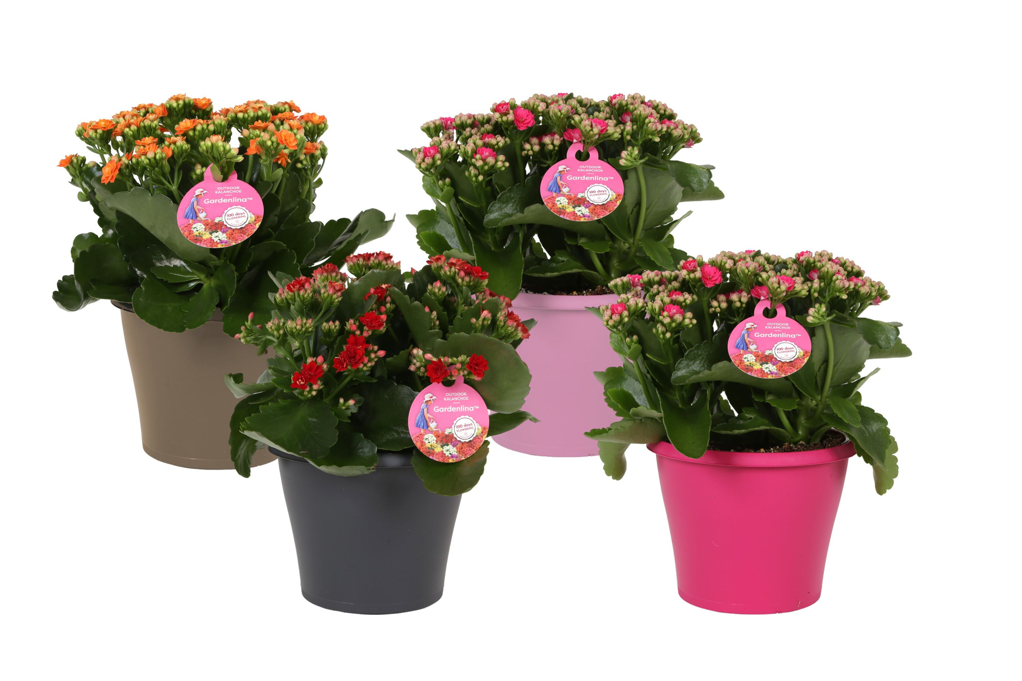 KP-690.2 - Kalanchoe Gardenlina in gekleurde pot 15 cm, D 15