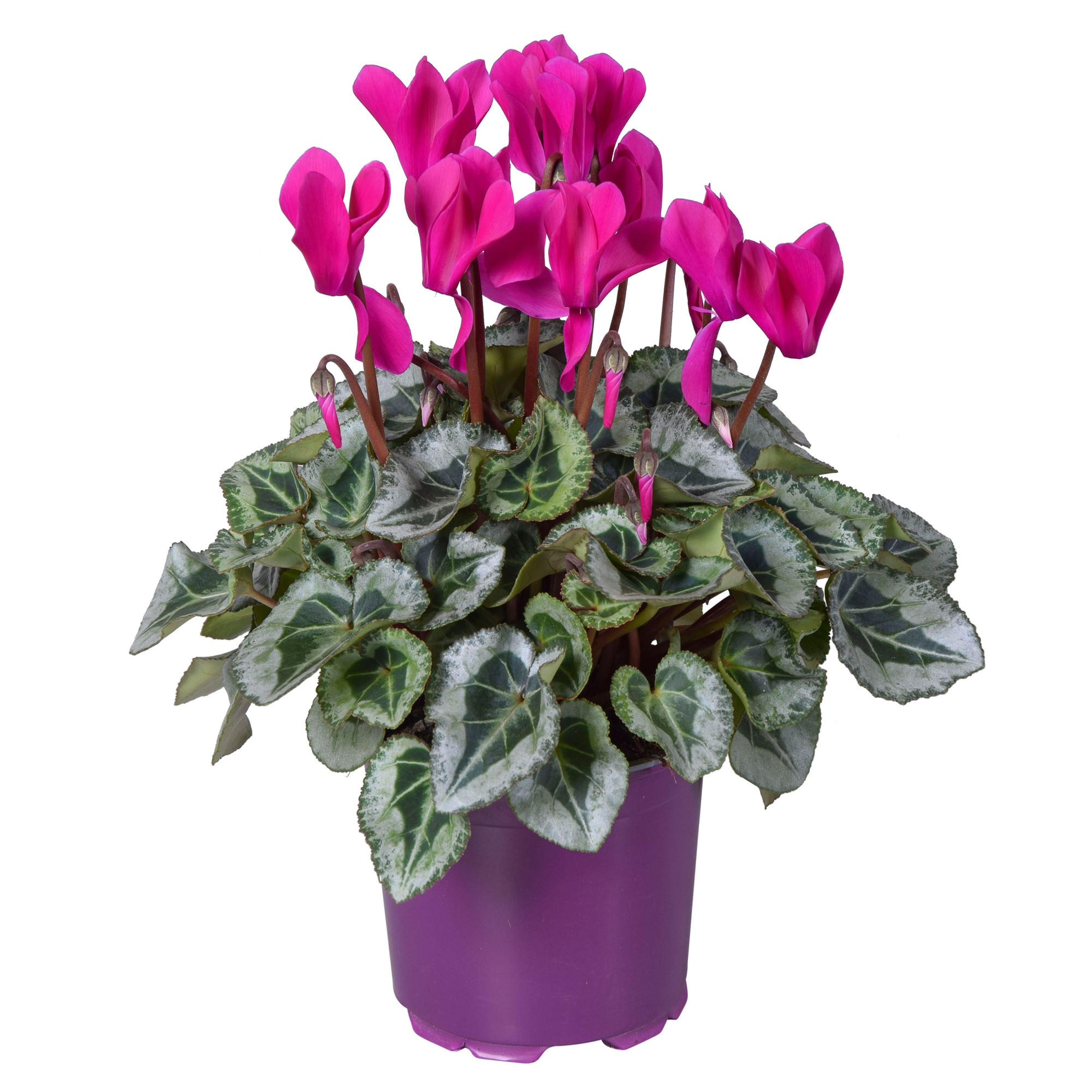 Cyclamen Super Serie Rembrandt paars, D 12 cm