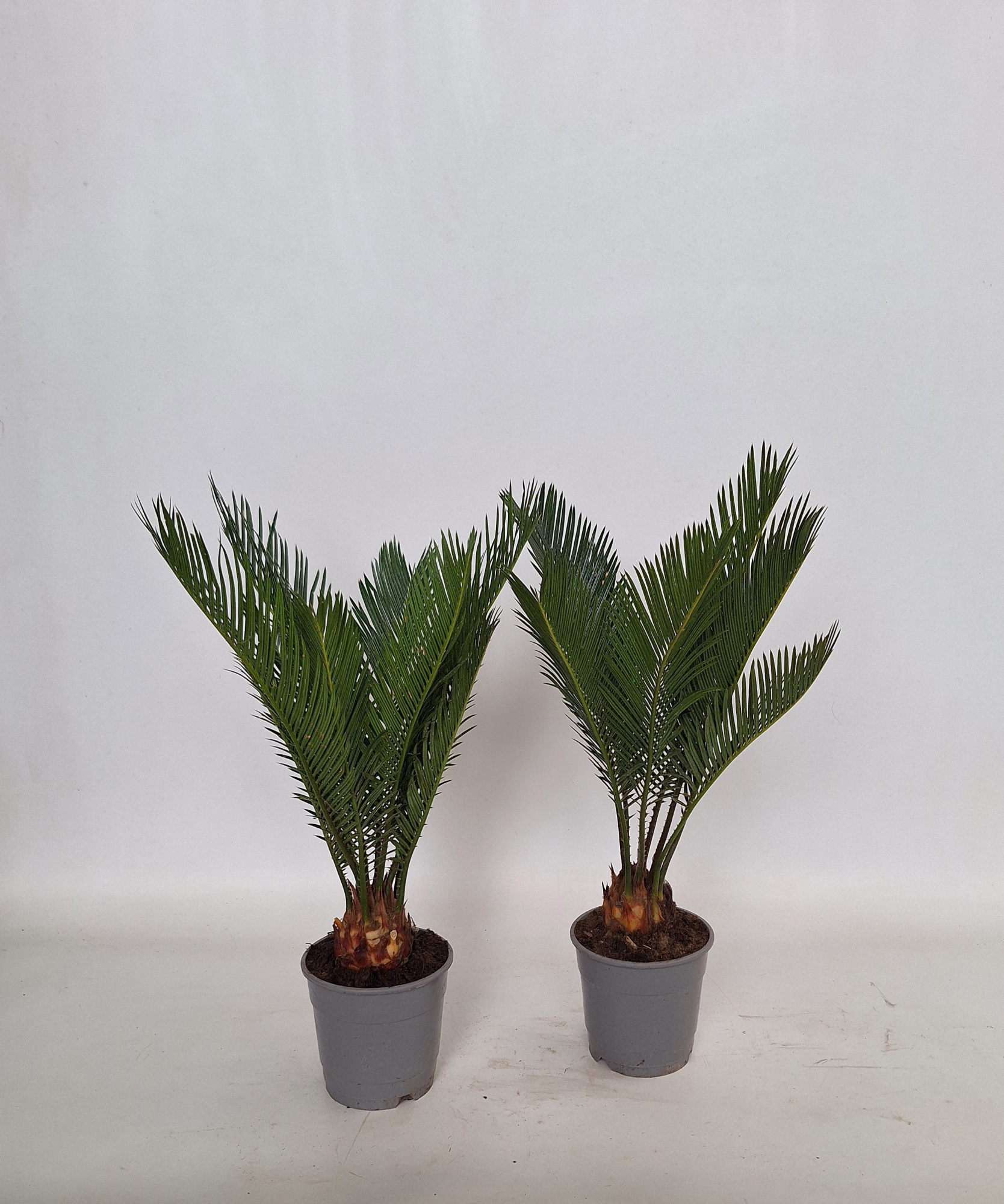 Cycas revoluta 12 cm 6+ veren, D 12