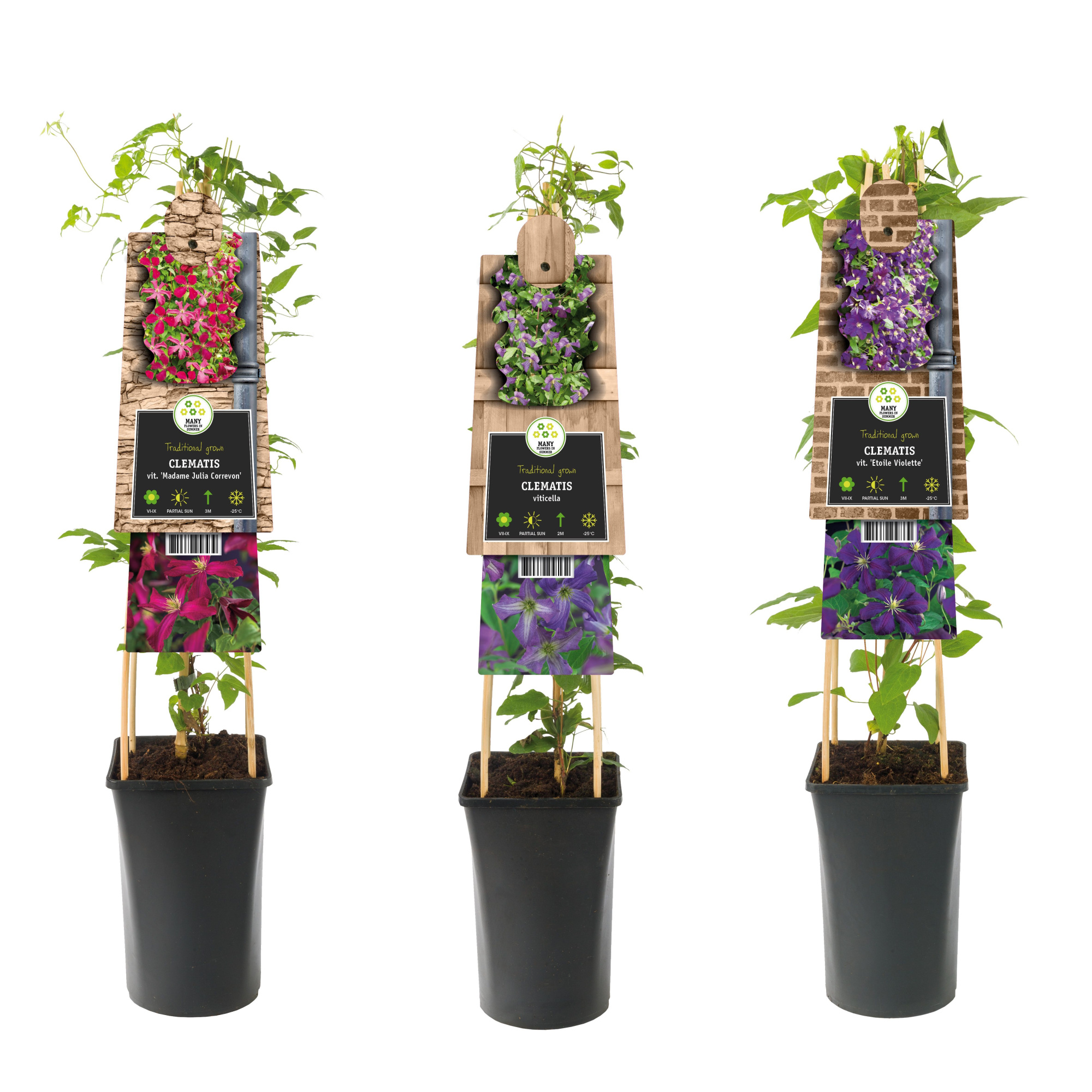 Mixtray Clematis viticella +3.0 label, D 17 cm