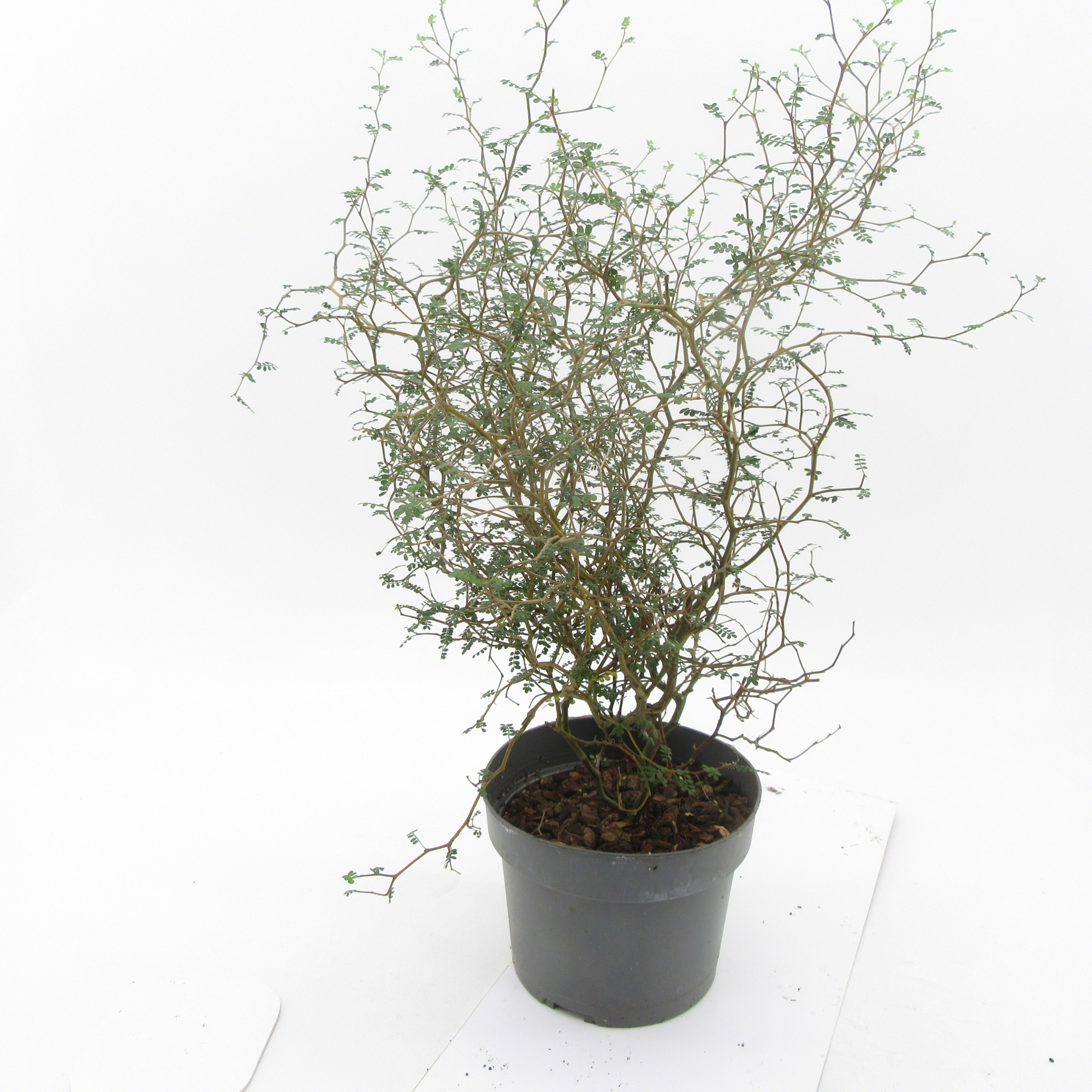 Sophora Little Baby, D 19 cm