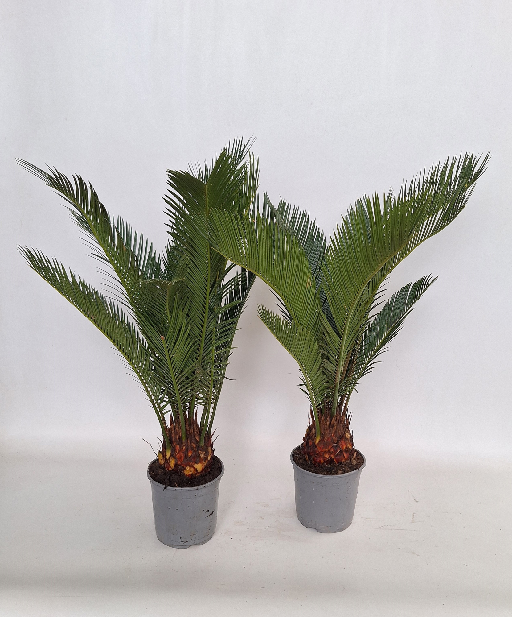 Cycas revoluta 14 cm 6/7 veren, D 14