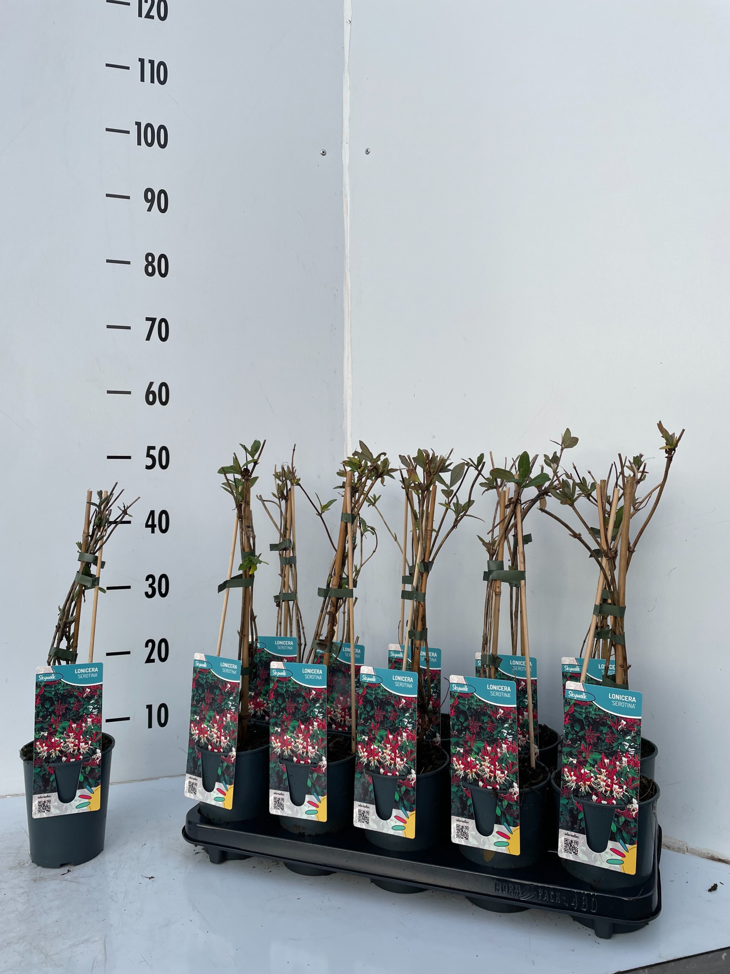 Lonicera Serotina, D 12