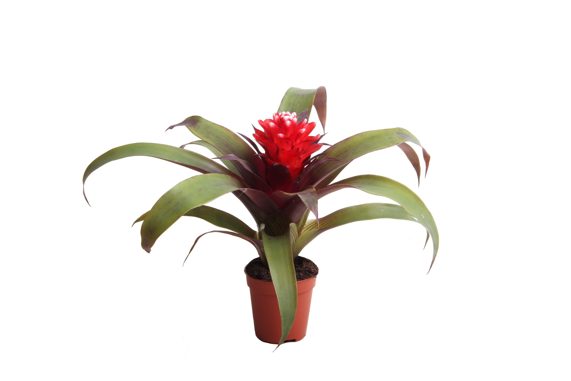 Guzmania Hope, D 5,5 cm