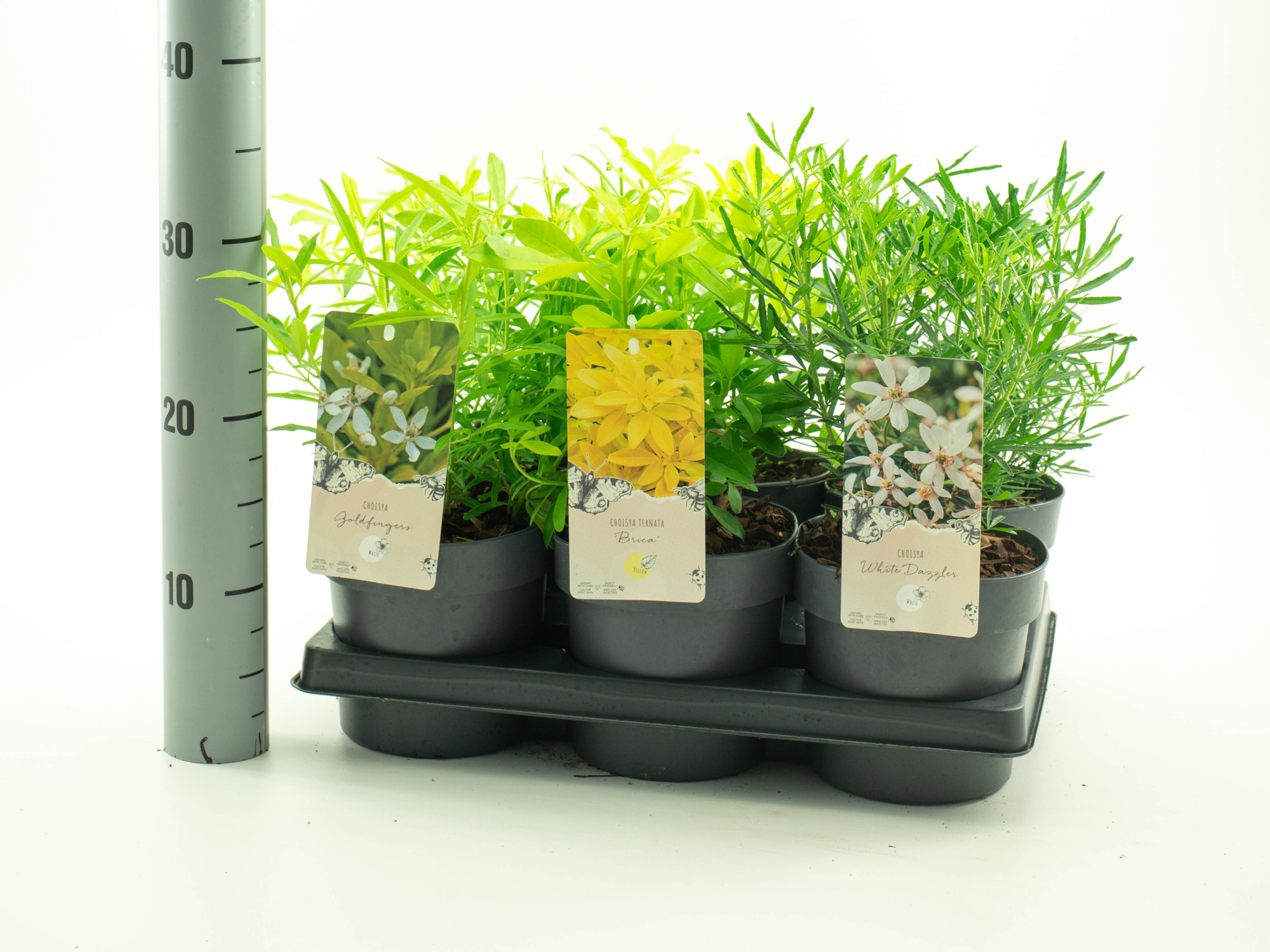 Choisya in soorten, D 15 cm