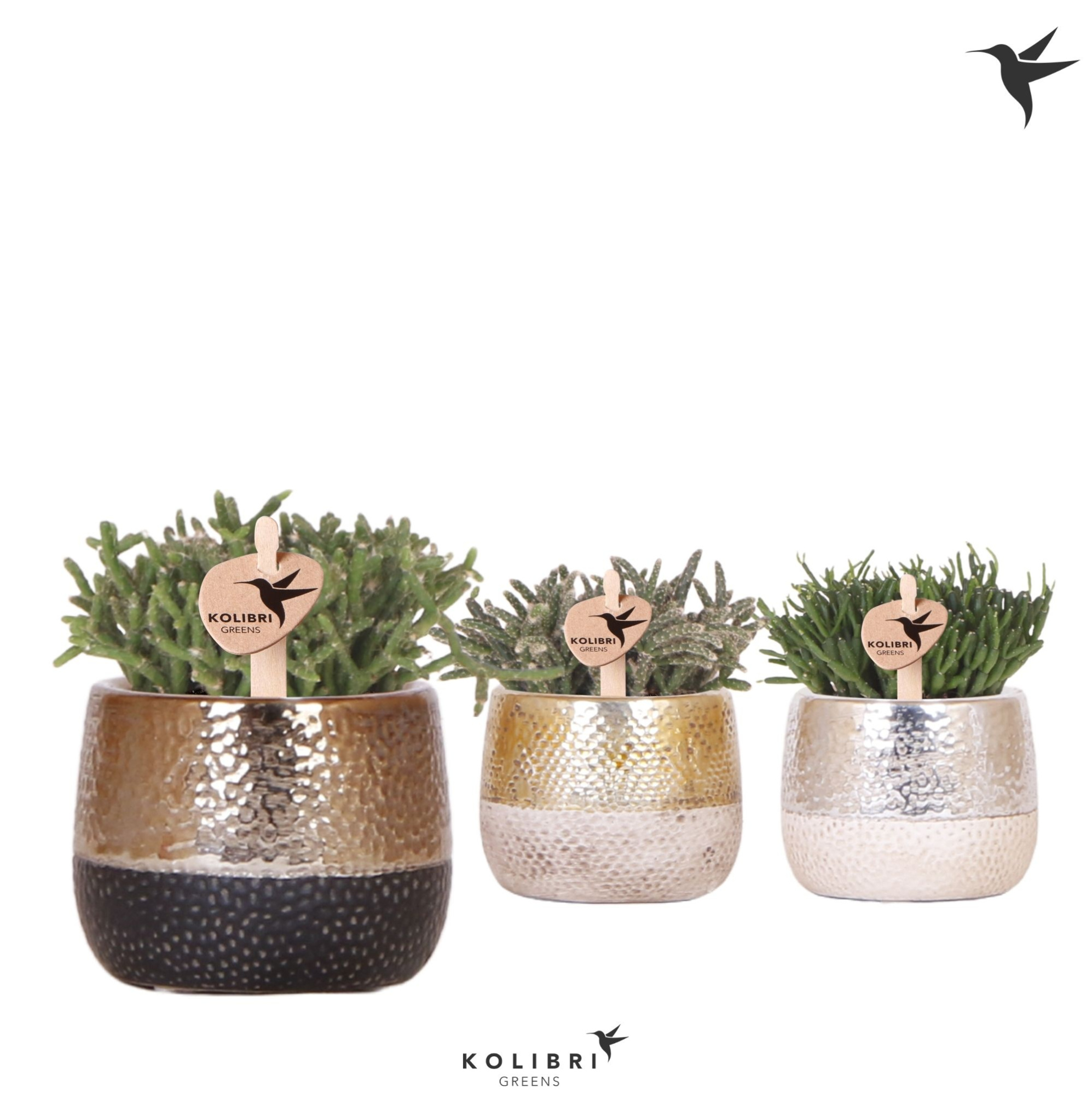 Kolibri Greens Rhipsalis mix in Elite pot mix, D 6 cm