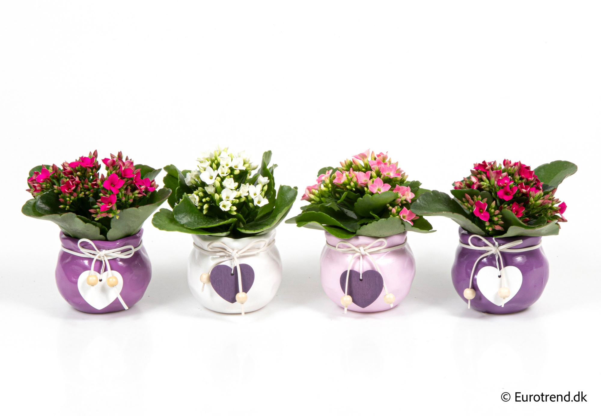 Kalanchoe in Valentine ceramic 2026, D 6