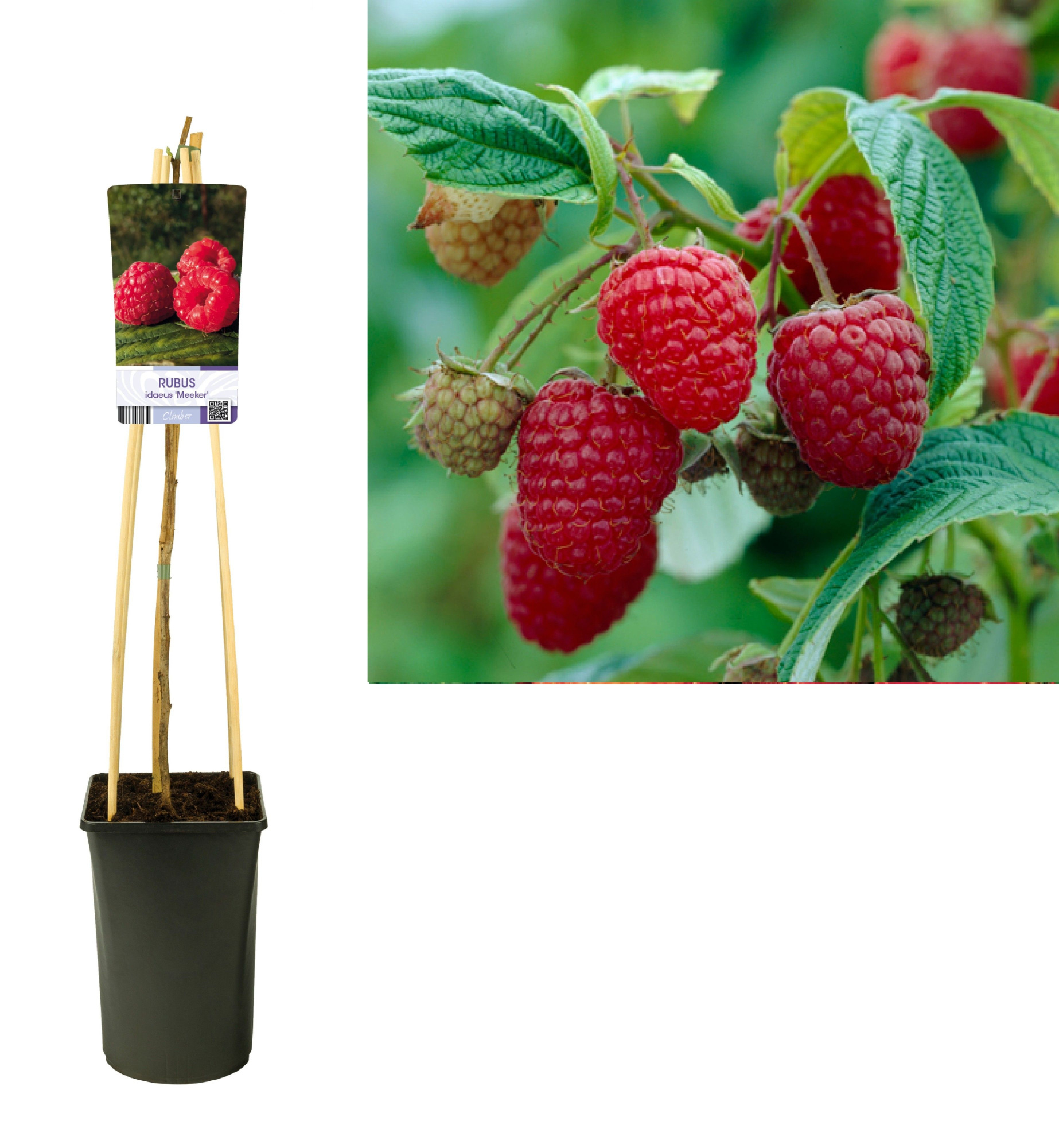 Rubus idaeus 'Meeker' +light label, D 17