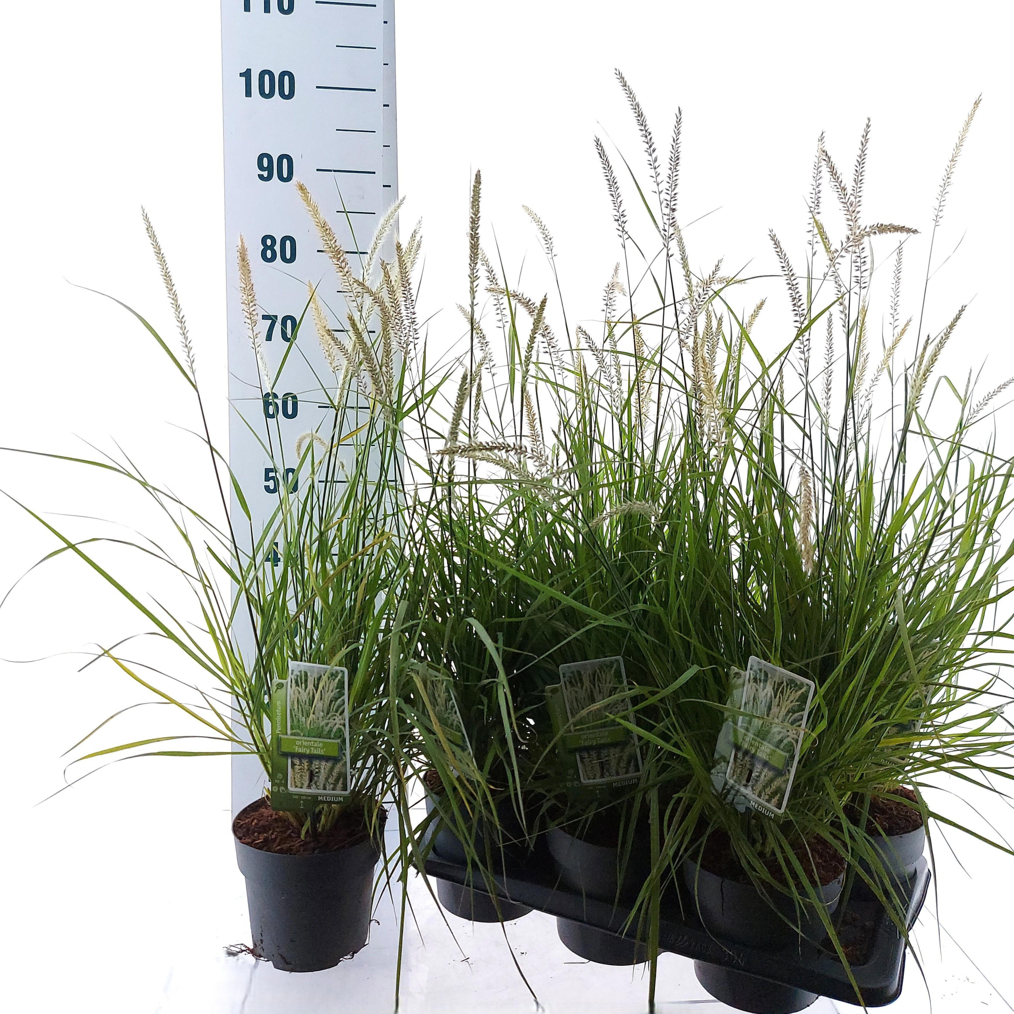 Pennisetum orientale 'Fairy Tails', D 17 cm