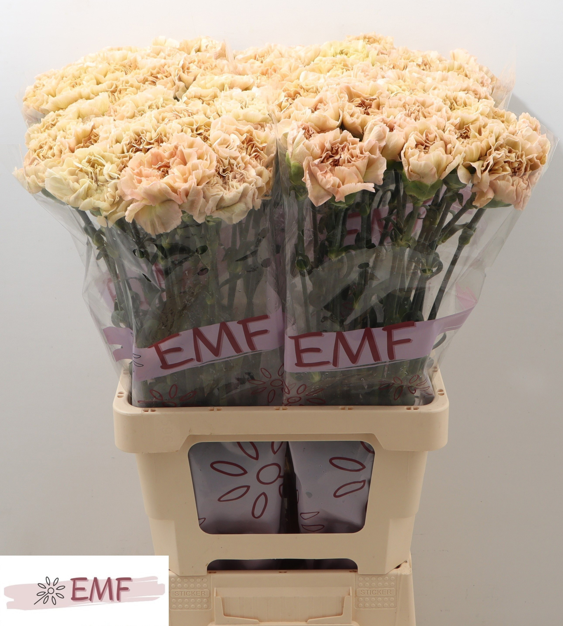 Диантус од. Леже Марроне, шт.