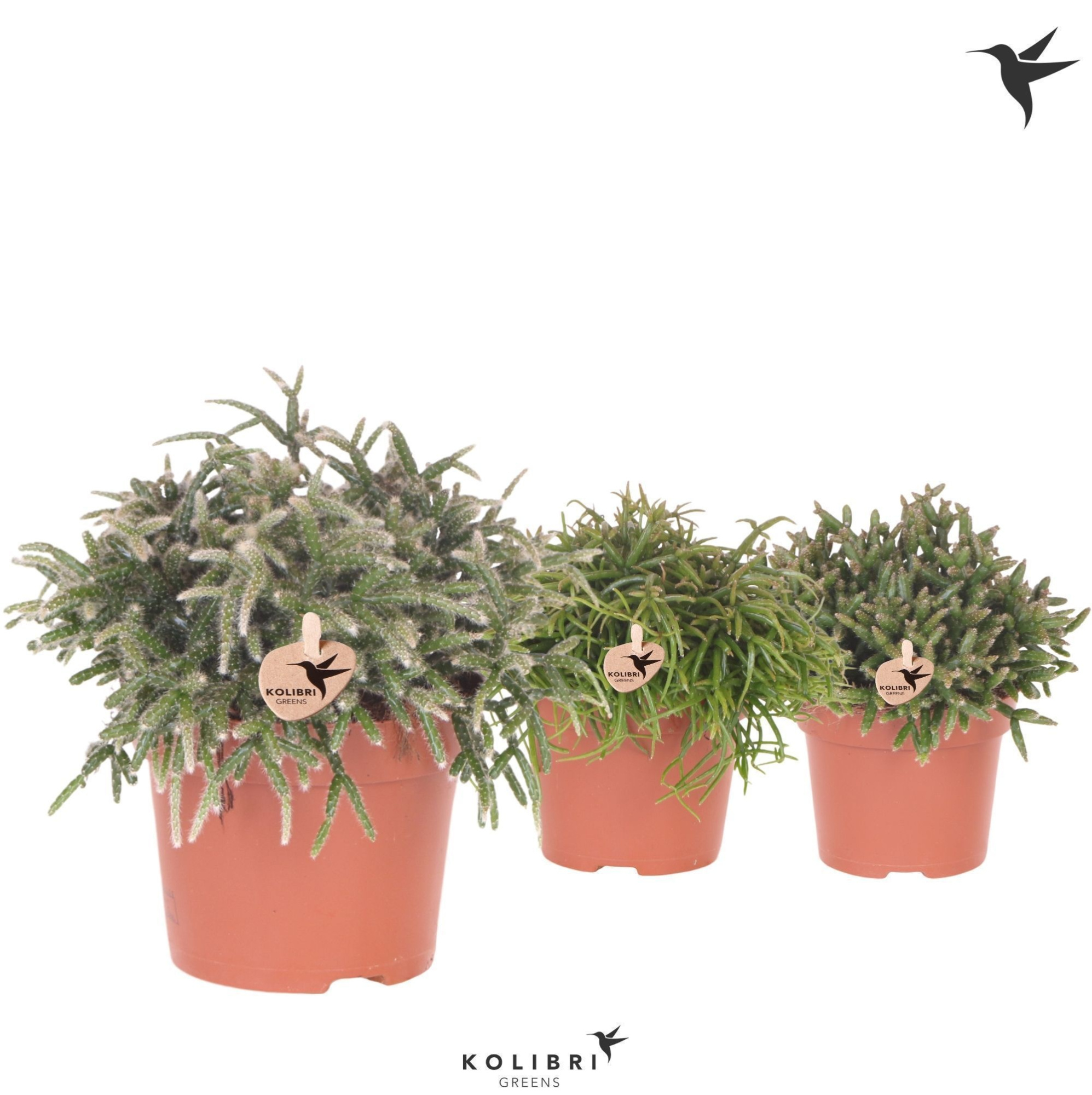 Kolibri Greens Rhipsalis mix, D 12 cm