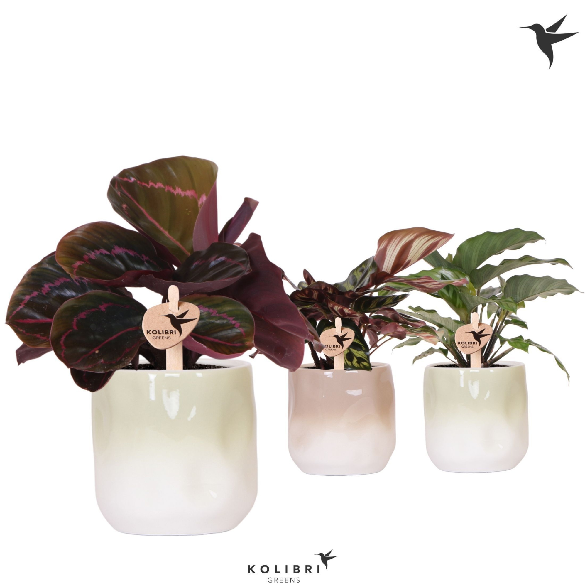 Kolibri Greens Calathea mix in Gradience pot sand mix, D 9 cm