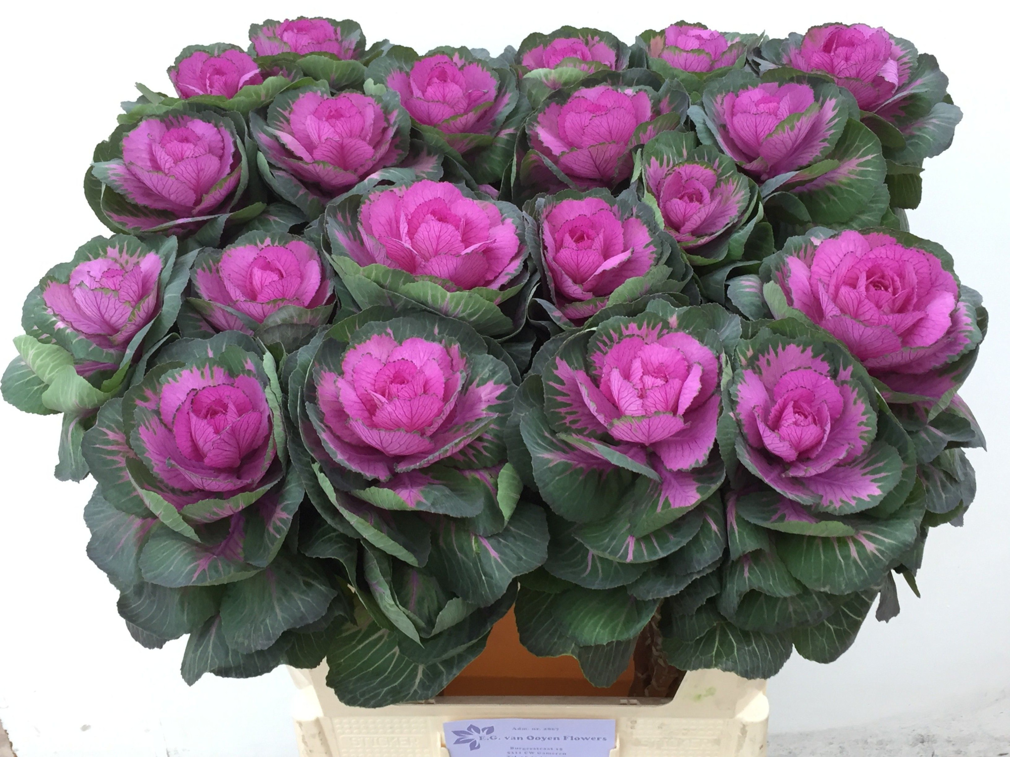 Брассика Рэд Крэйн 75, шт.