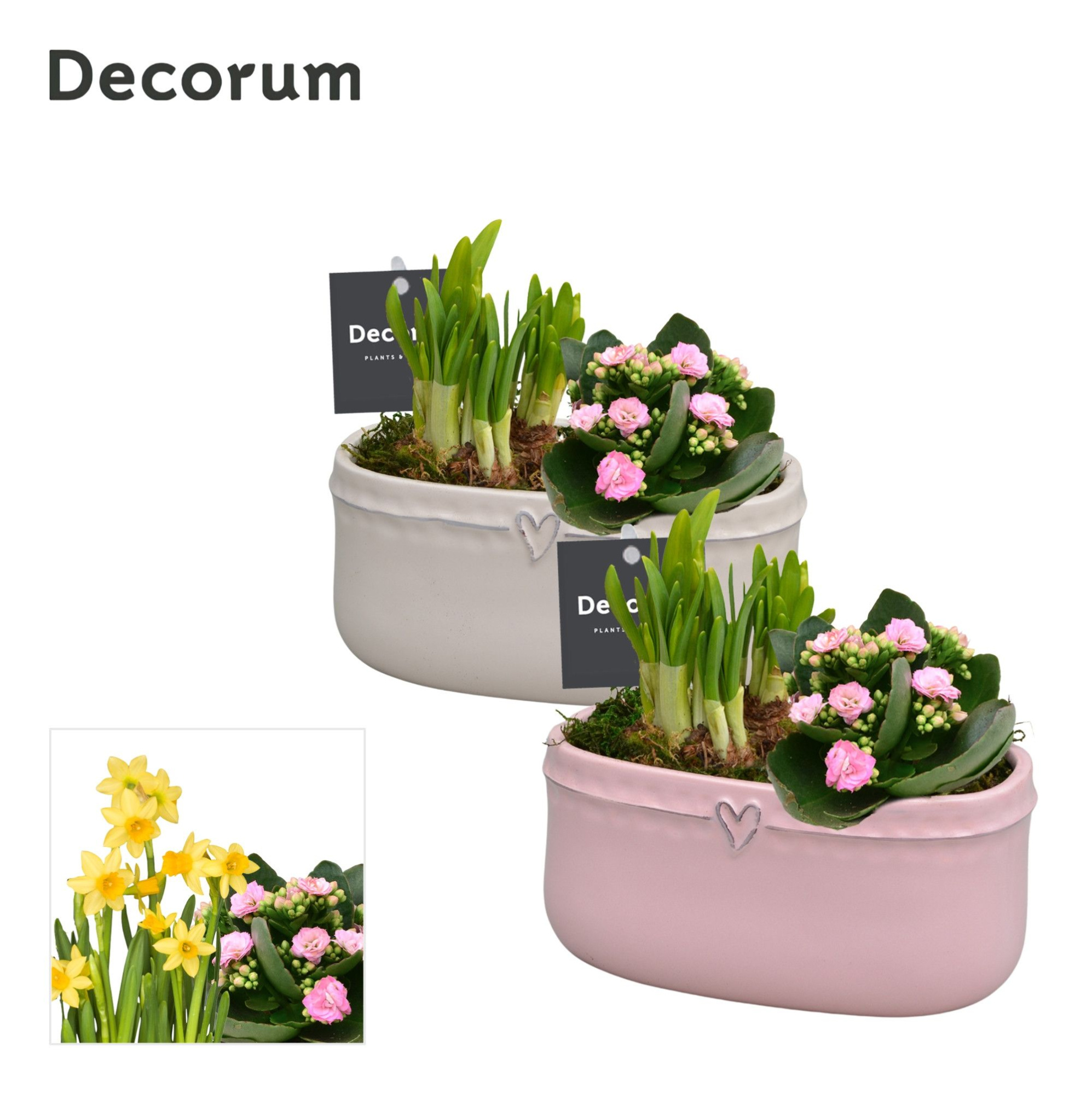 Calandiva & Narcis Sweet Love GM HL24497, D 16